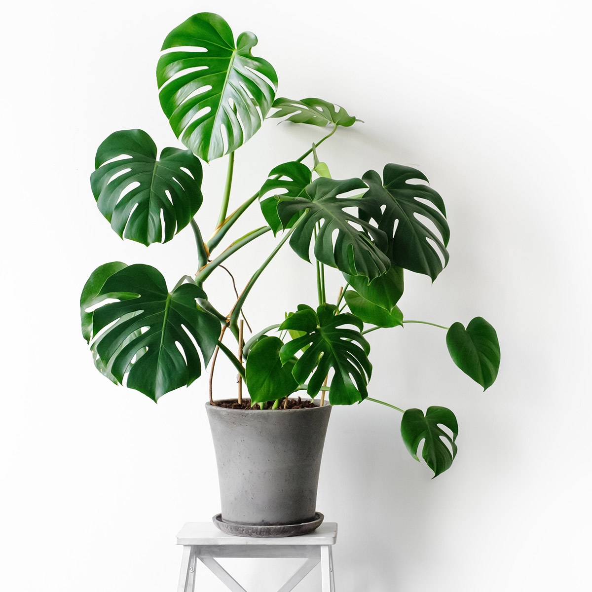 Enlarge Product Preview 5