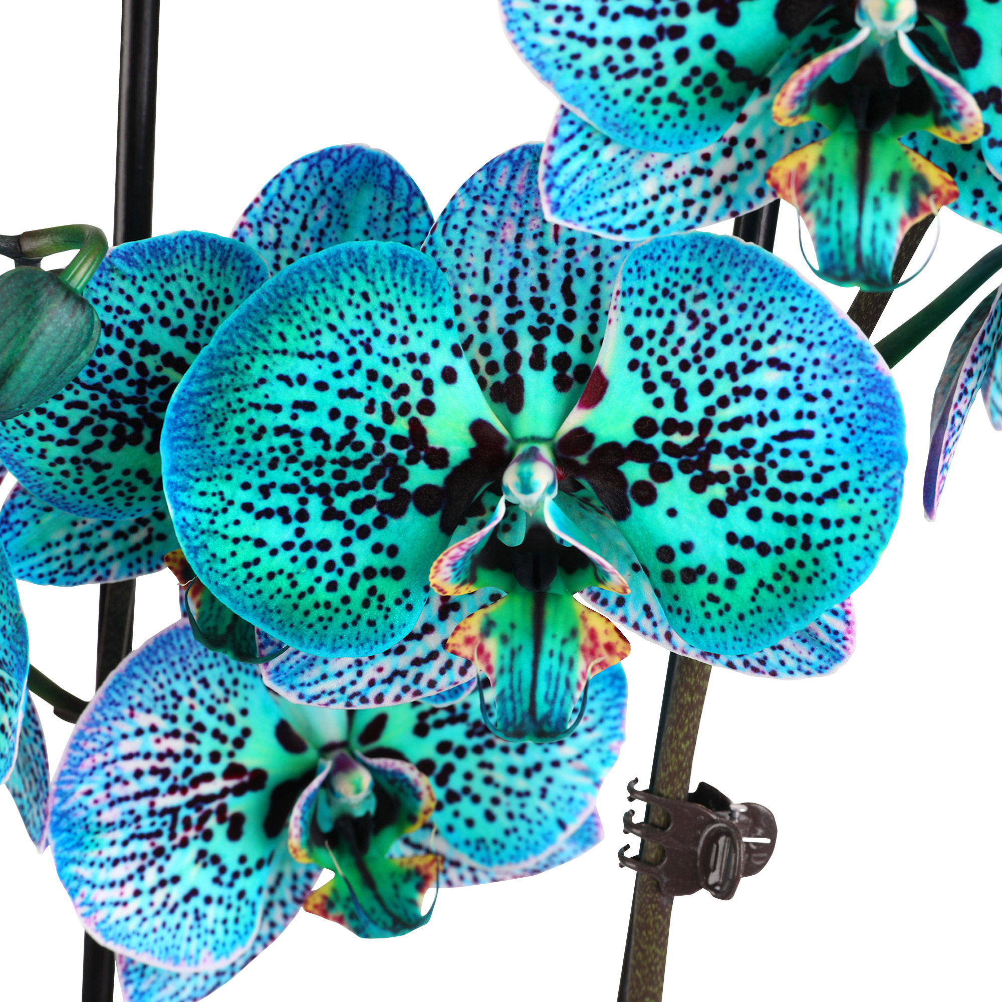 Enlarge Product Preview 2 Successfully Enriched by automation Job.