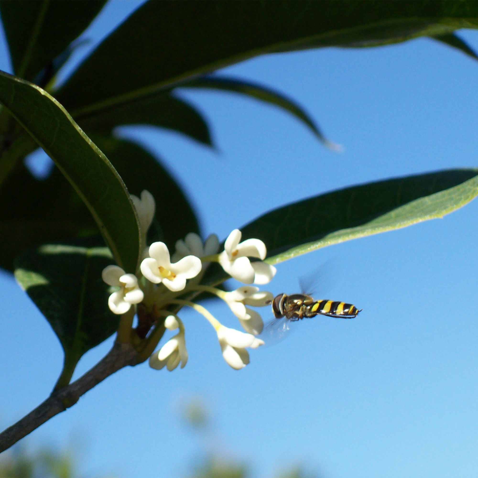 Enlarge Product Preview 5