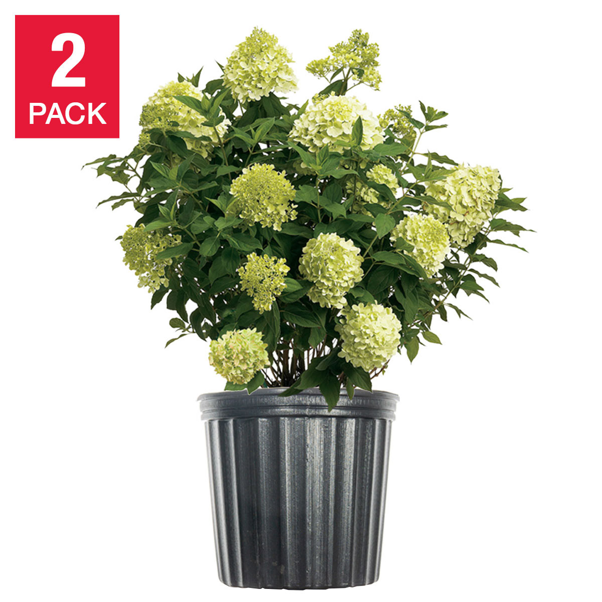 Hydrangea Shrubs 3 Gallon, 2-pack | Costco