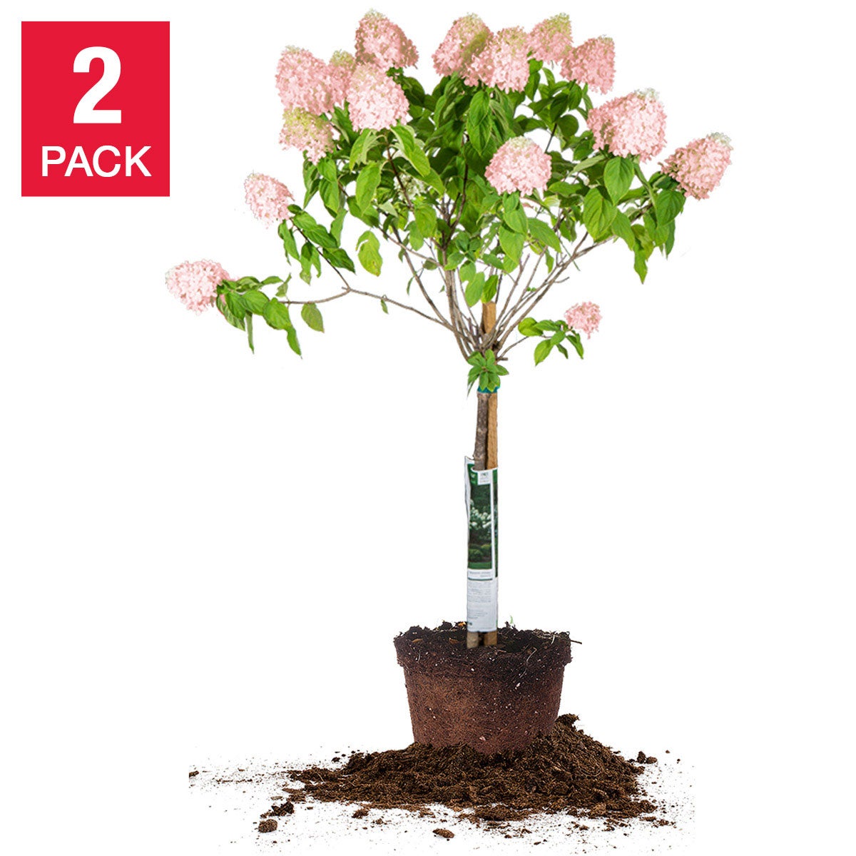Hydrangea Tree | Costco Hydrangea Tree | Costco