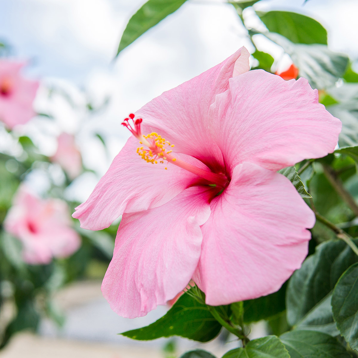 Enlarge Product Preview 4