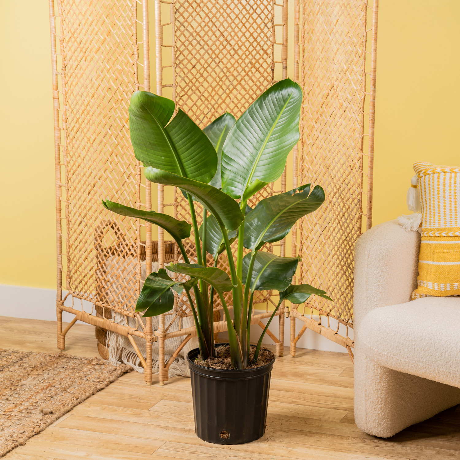 Enlarge Product Preview 2 Successfully Enriched by automation Job.