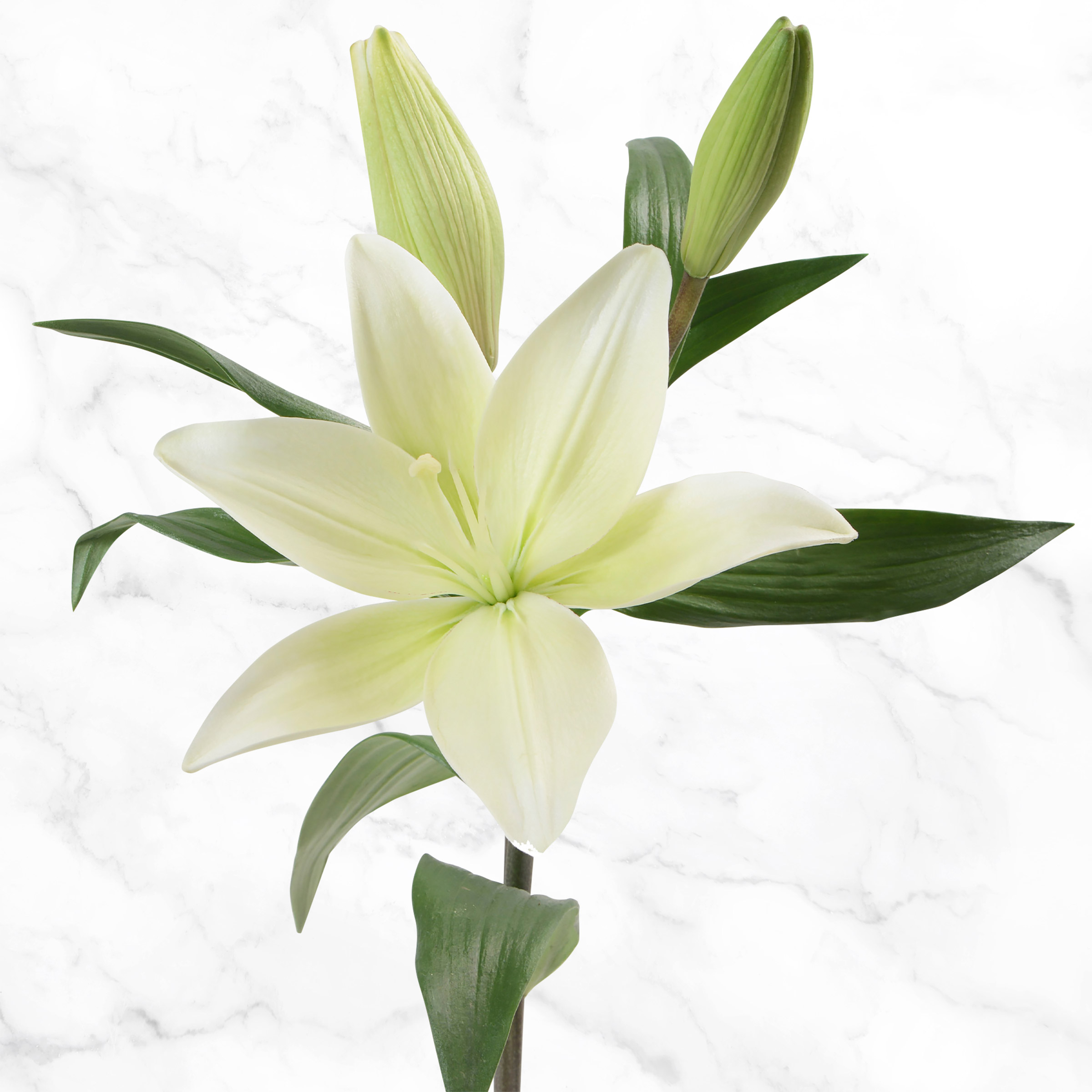 Lily Long Island' - Easter x Oriental Hybrid Lily Bulb