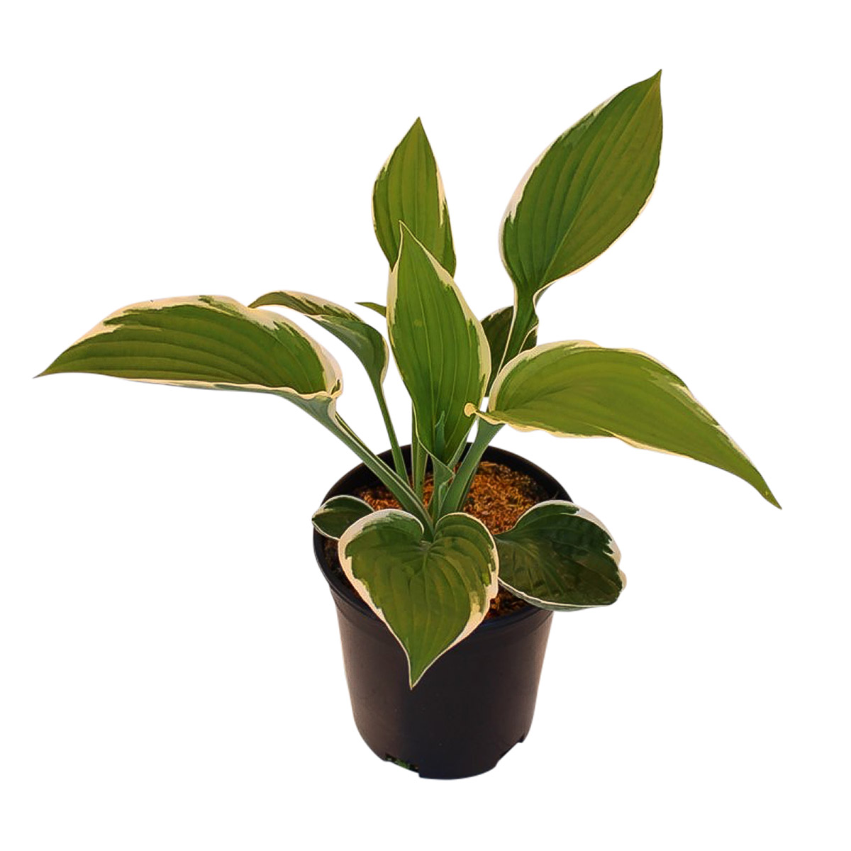 Enlarge Product Preview 4