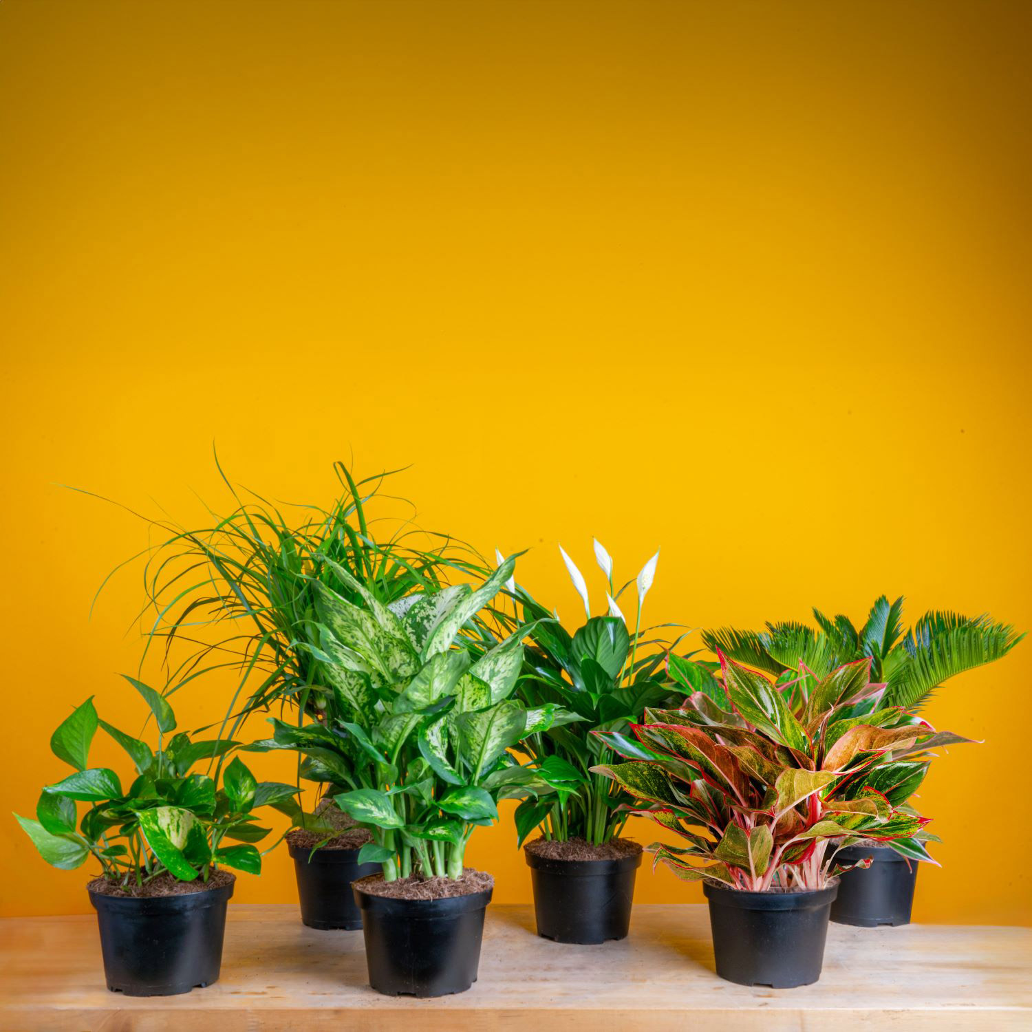 Enlarge Product Preview 3 Successfully Enriched by automation Job.