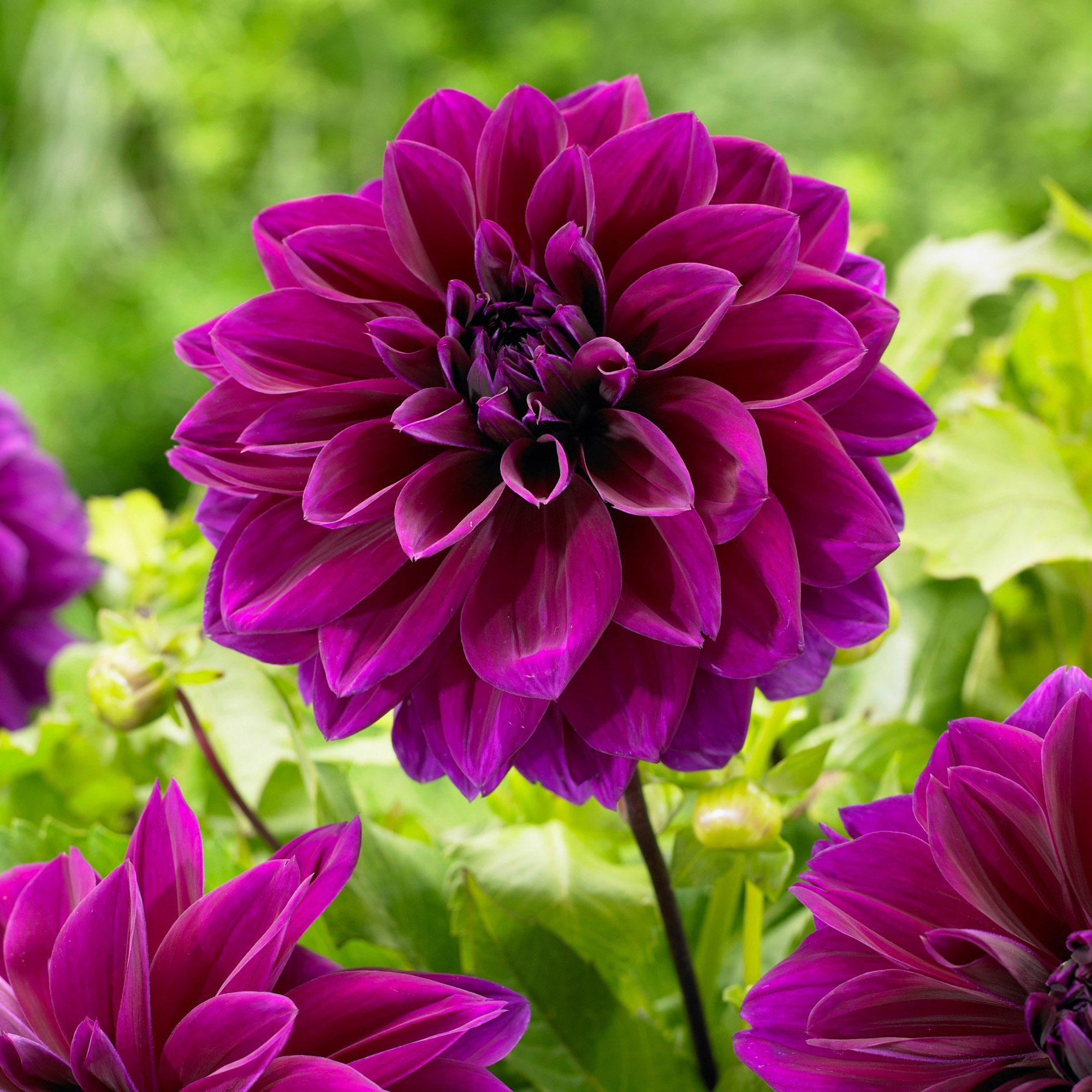 Enlarge Product Preview 5