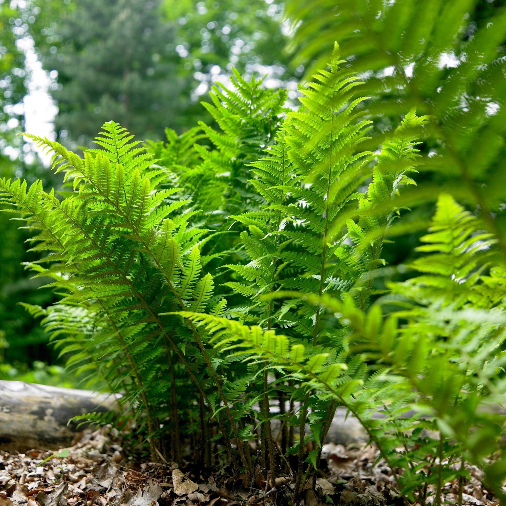 Enlarge Product Preview 23