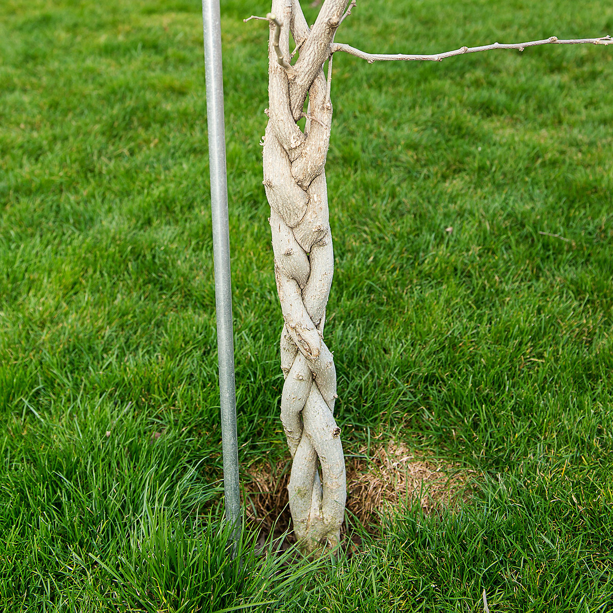 Enlarge Product Preview 5