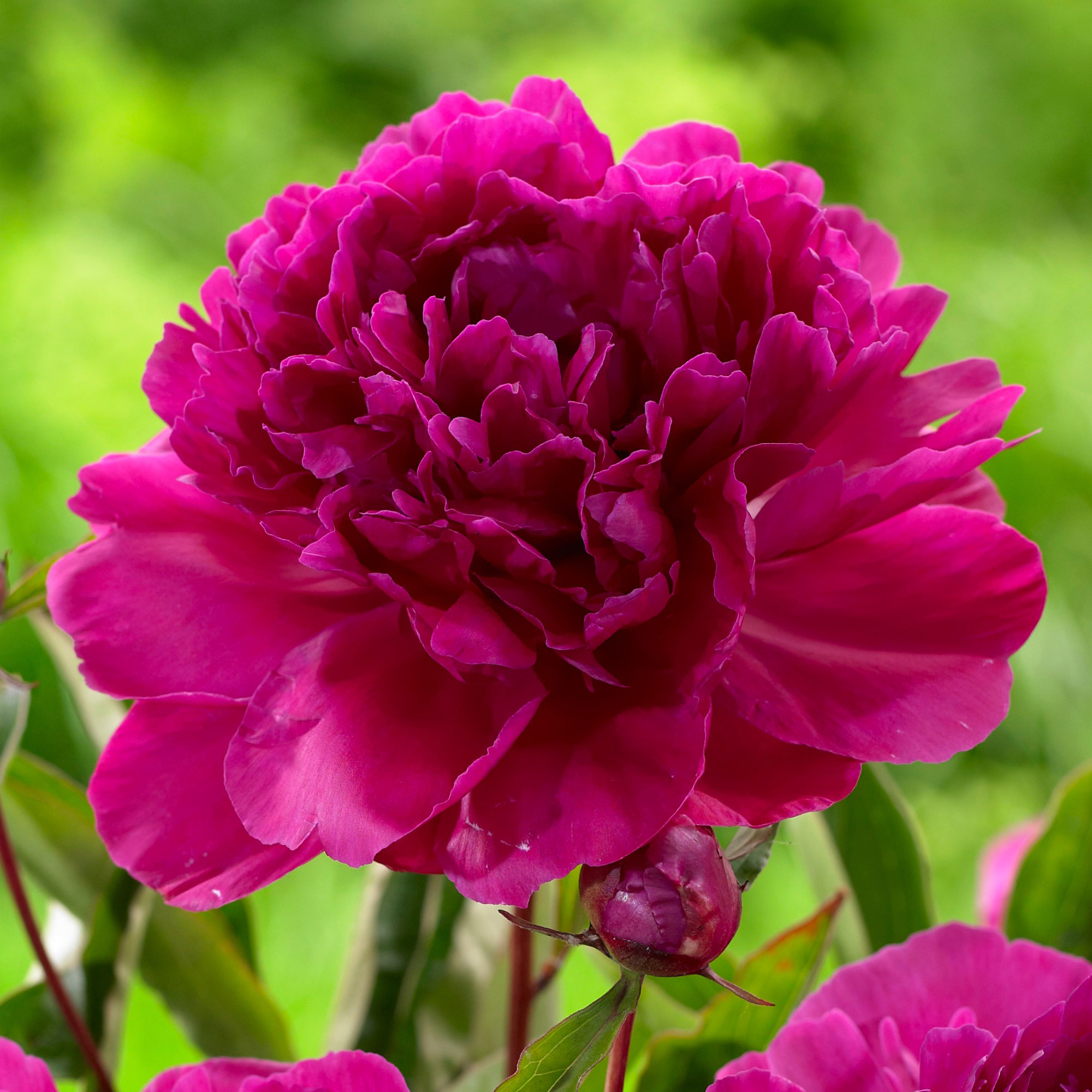 Enlarge Product Preview 9