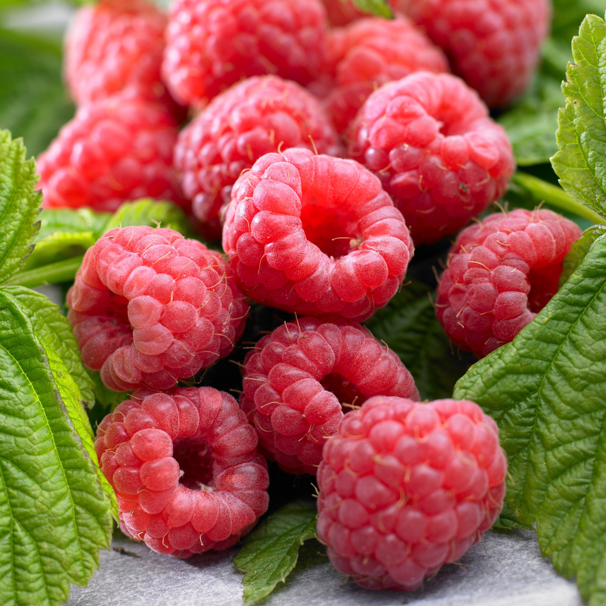 Enlarge Product Preview 4