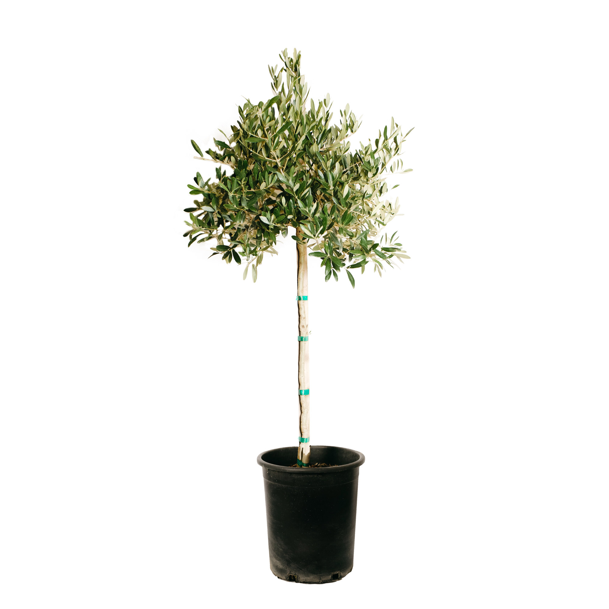 Enlarge Product Preview 2