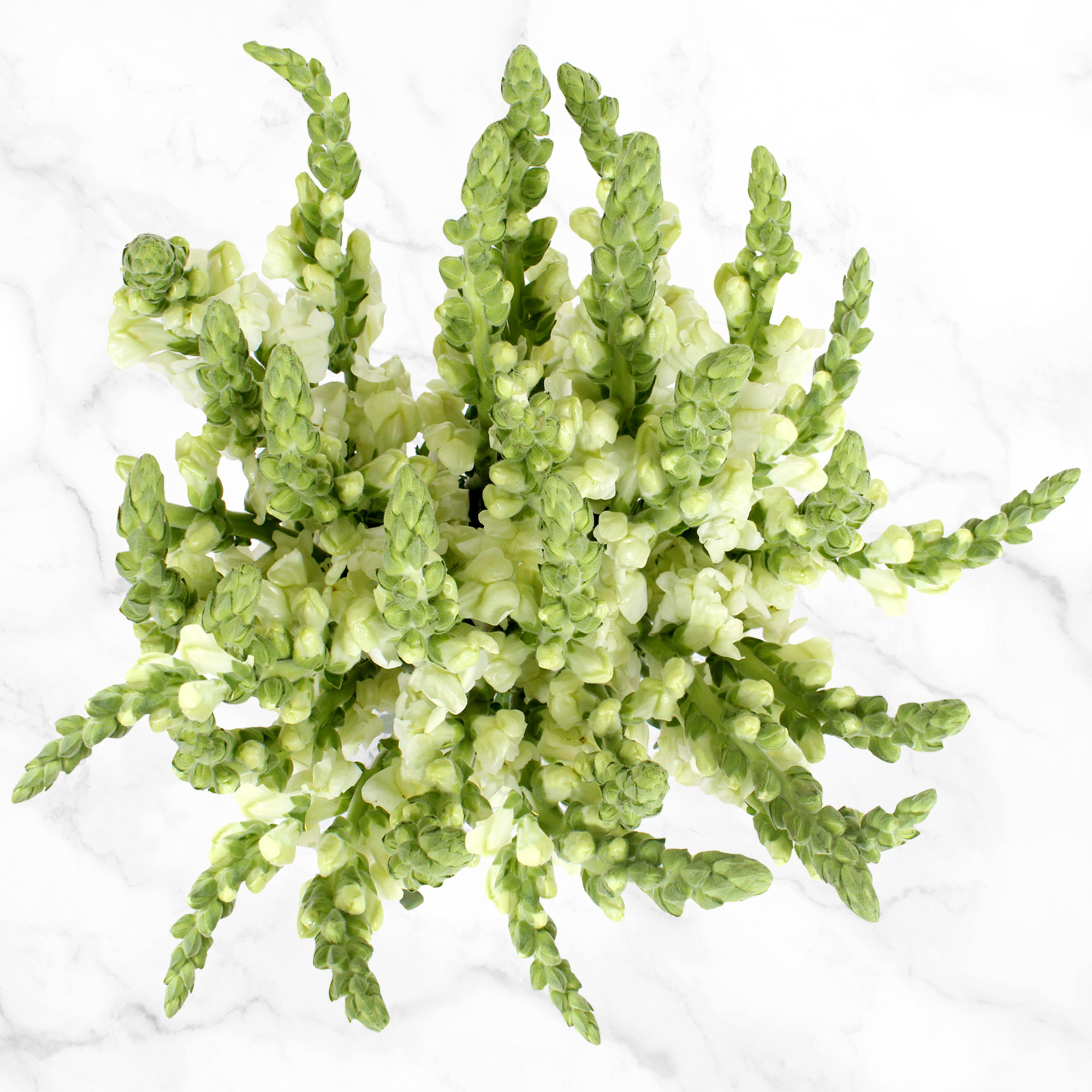 Enlarge Product Preview 3