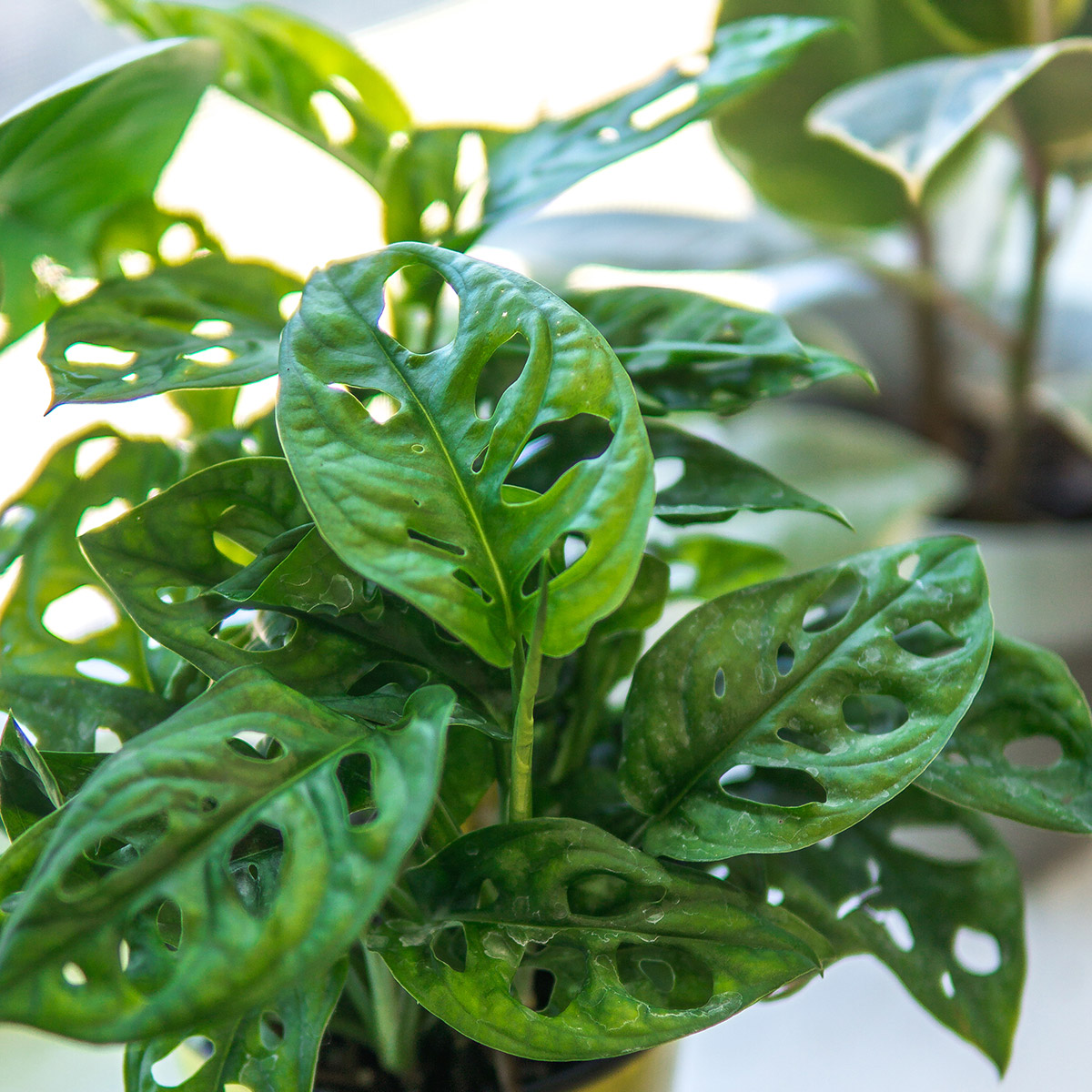 Monstera Adansonii Hanging Basket 2PK | Costco