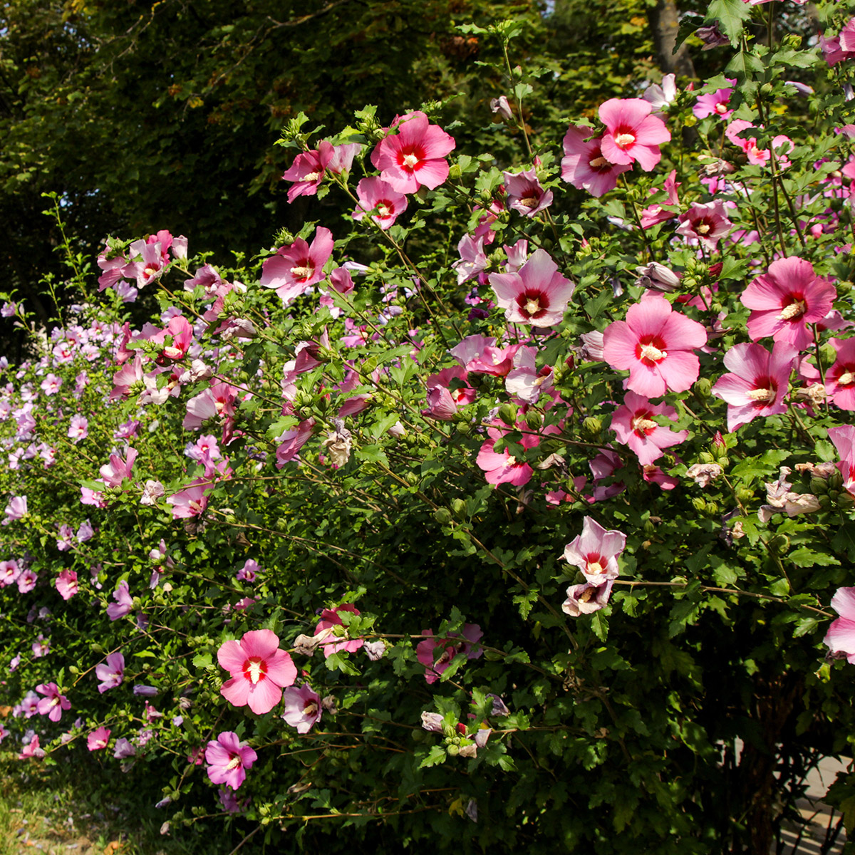 Enlarge Product Preview 2