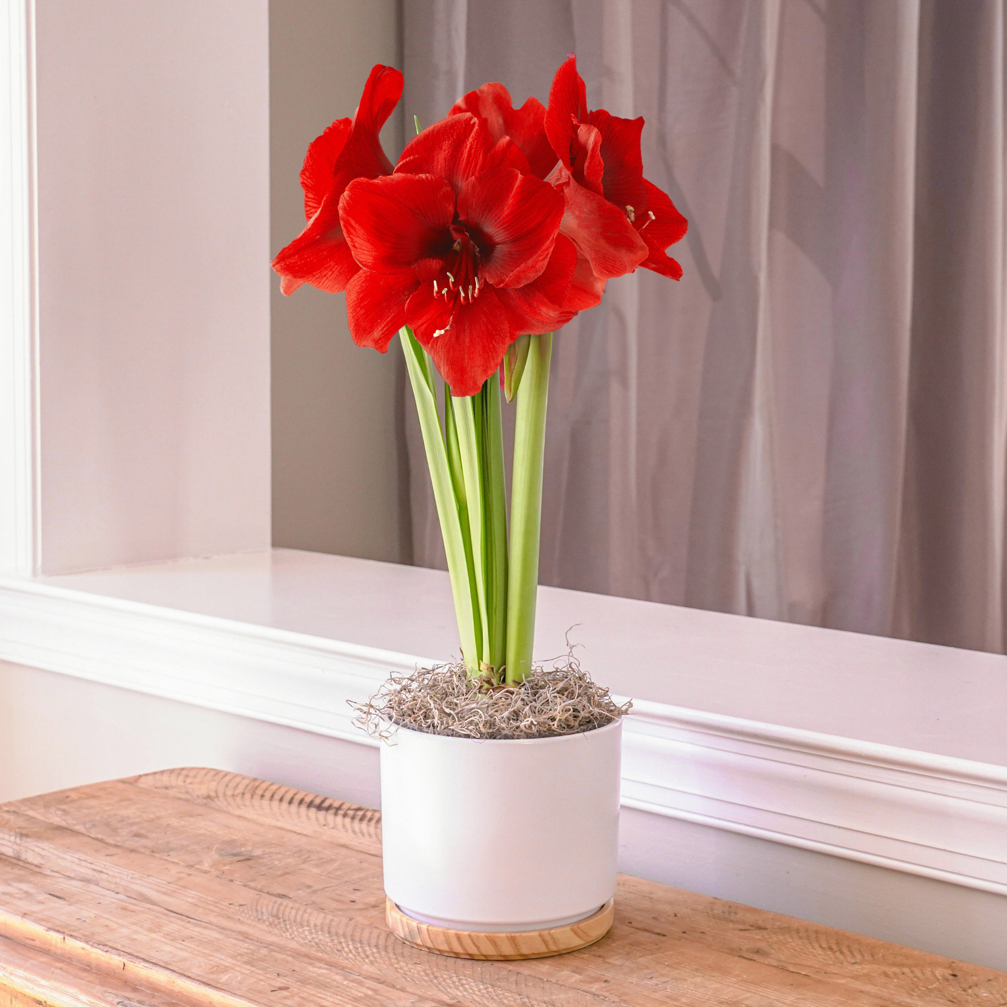 Longfield Gardens Amaryllis Bulb with Ceramic Container