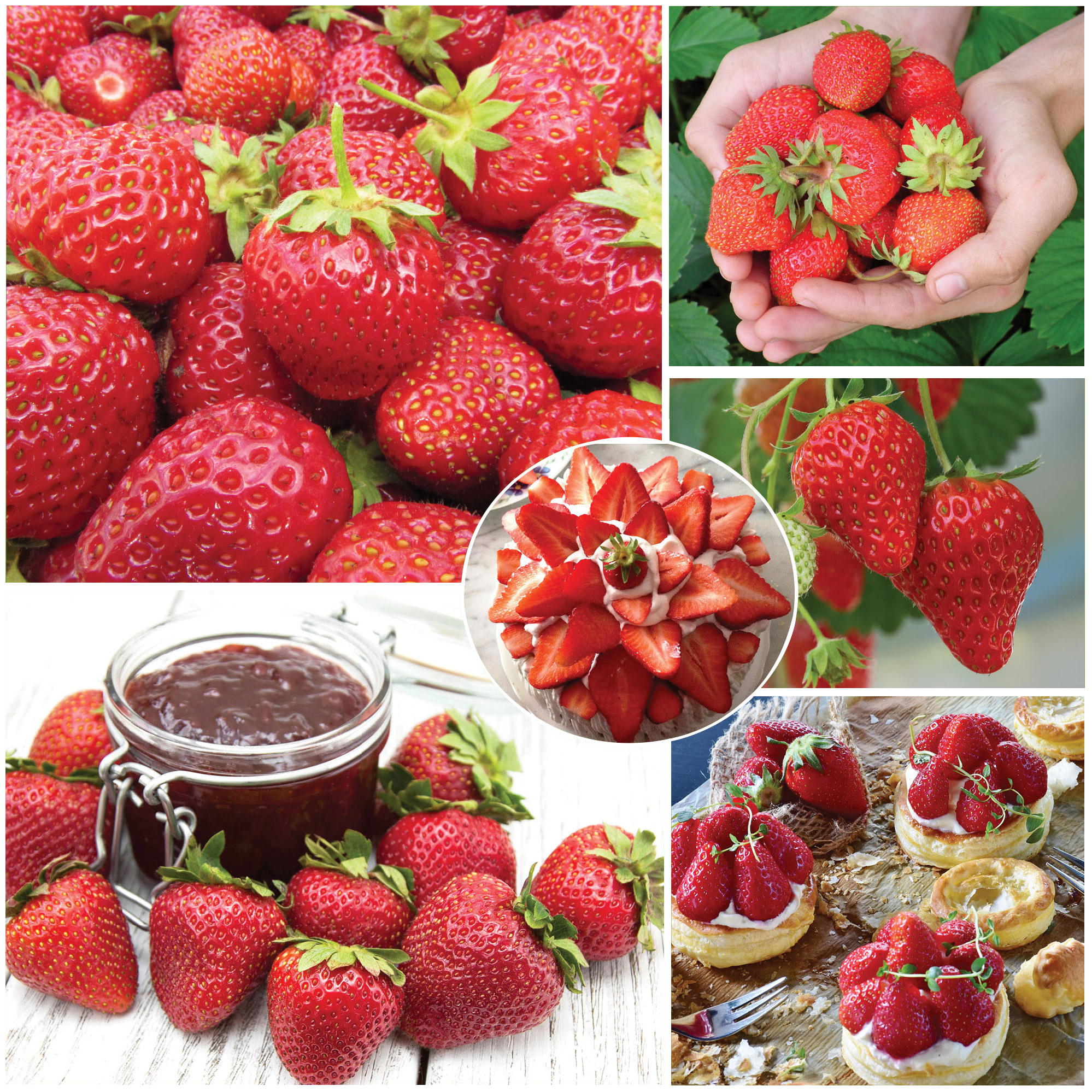 Horticana: Fresh Picked Strawberry Collection