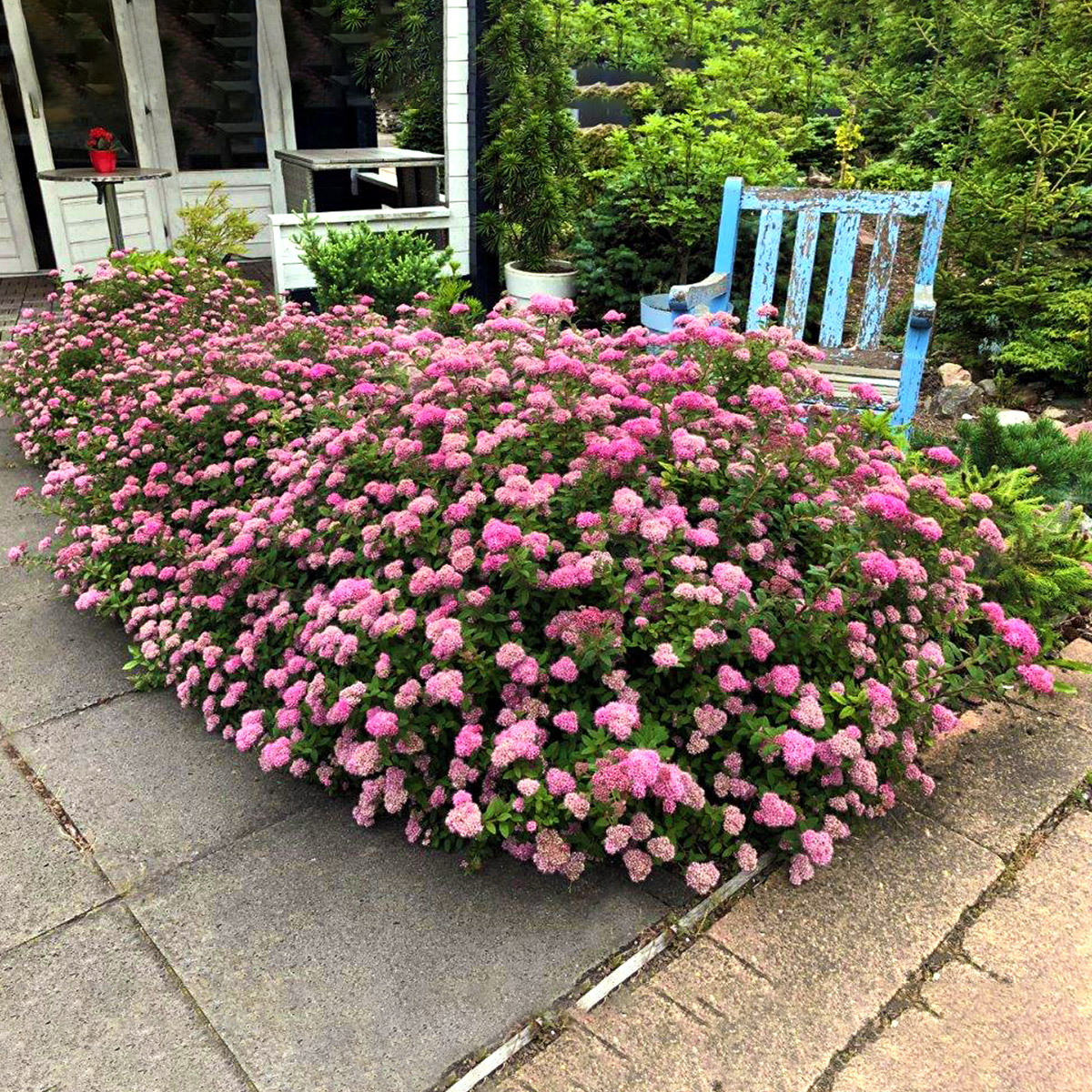 Bloomin Easy® by Van Zyverden Spireae 4