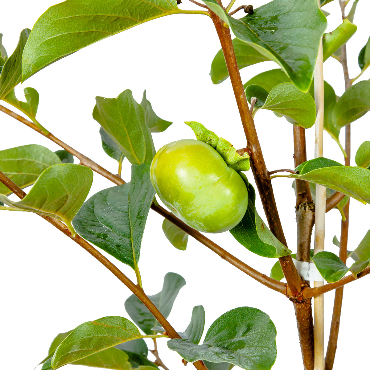 Enlarge Product Preview 3