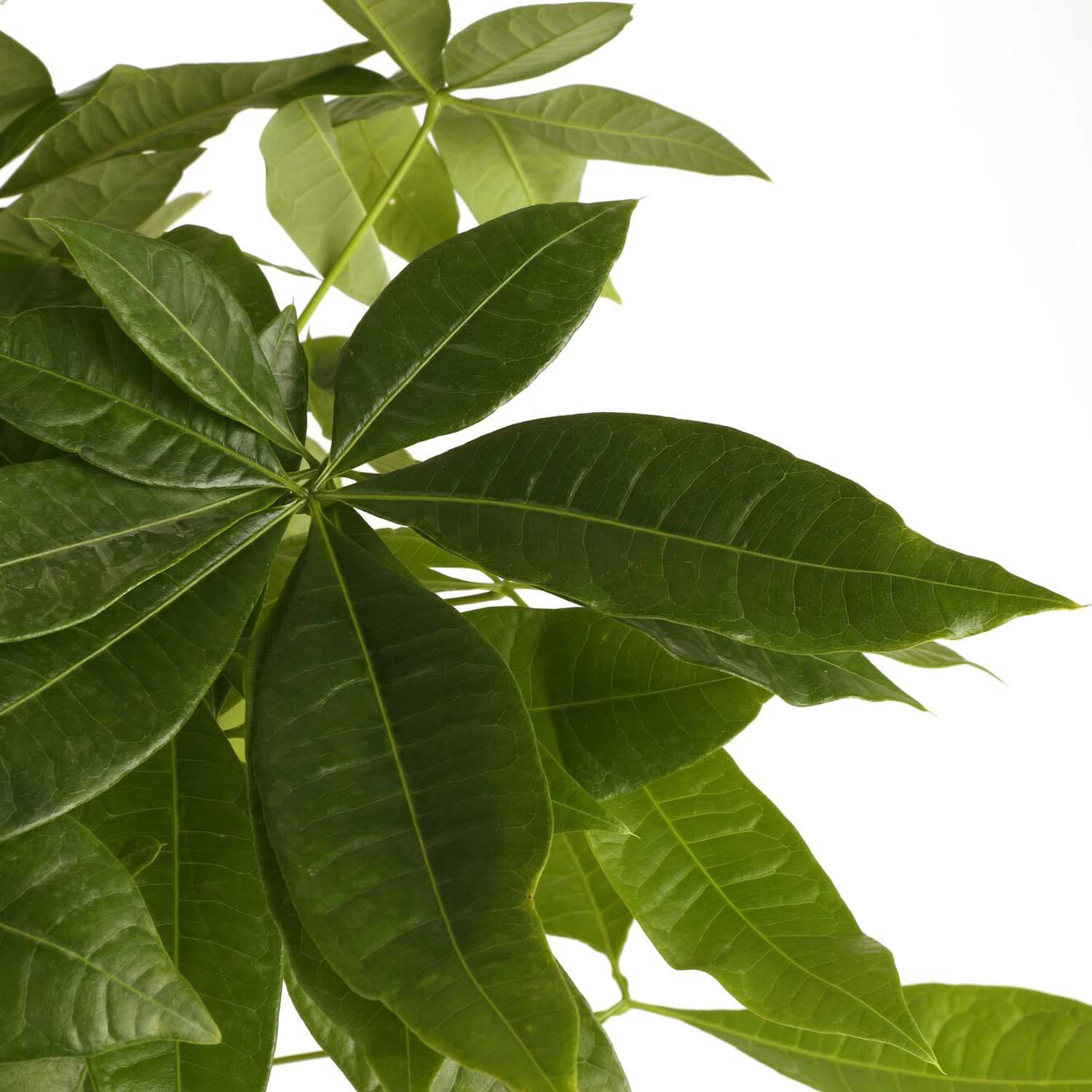 Enlarge Product Preview 3 Successfully Enriched by automation Job.