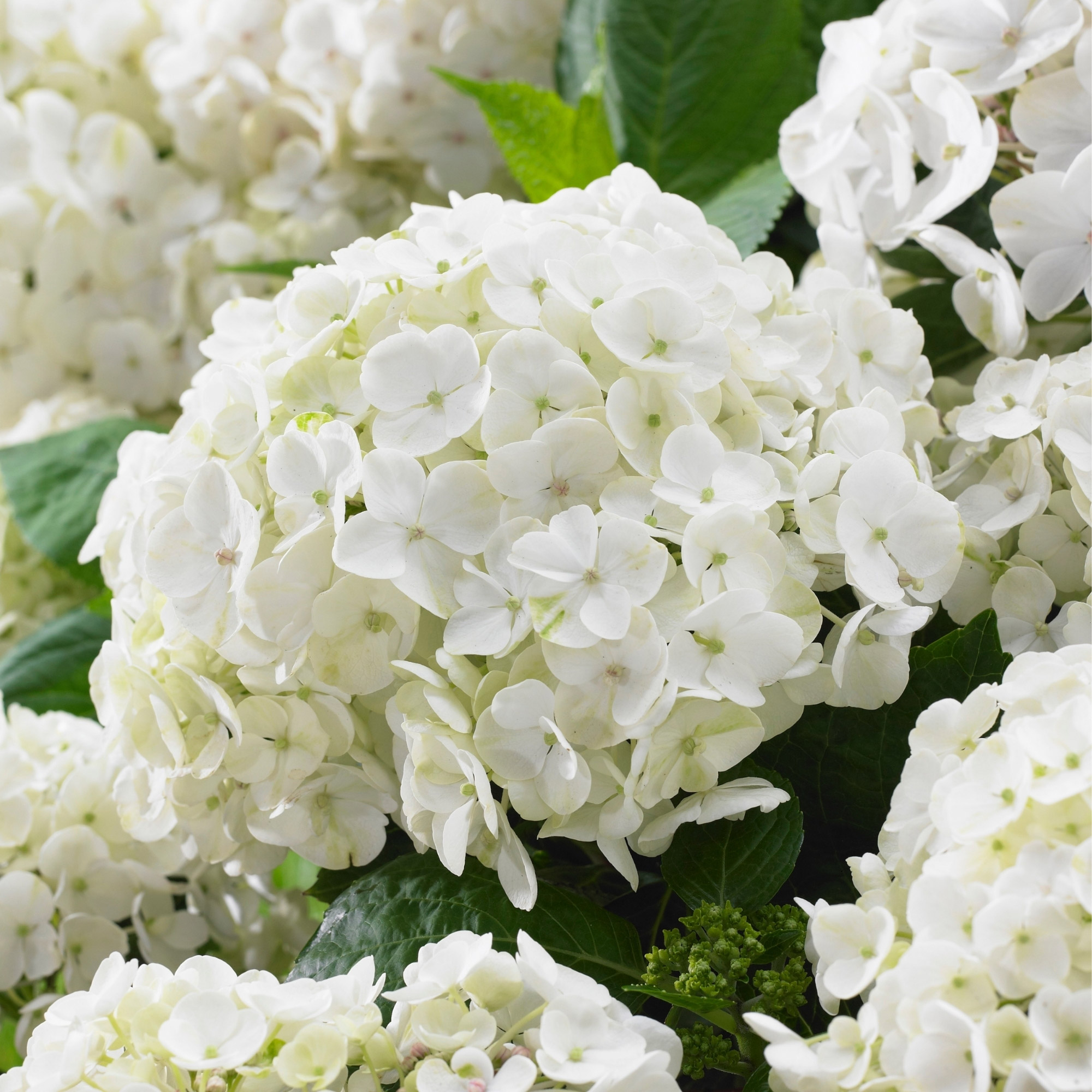 その他 hydrangea0223 hydrangea0223ページ Gurney's Seed and Nursery Phantom