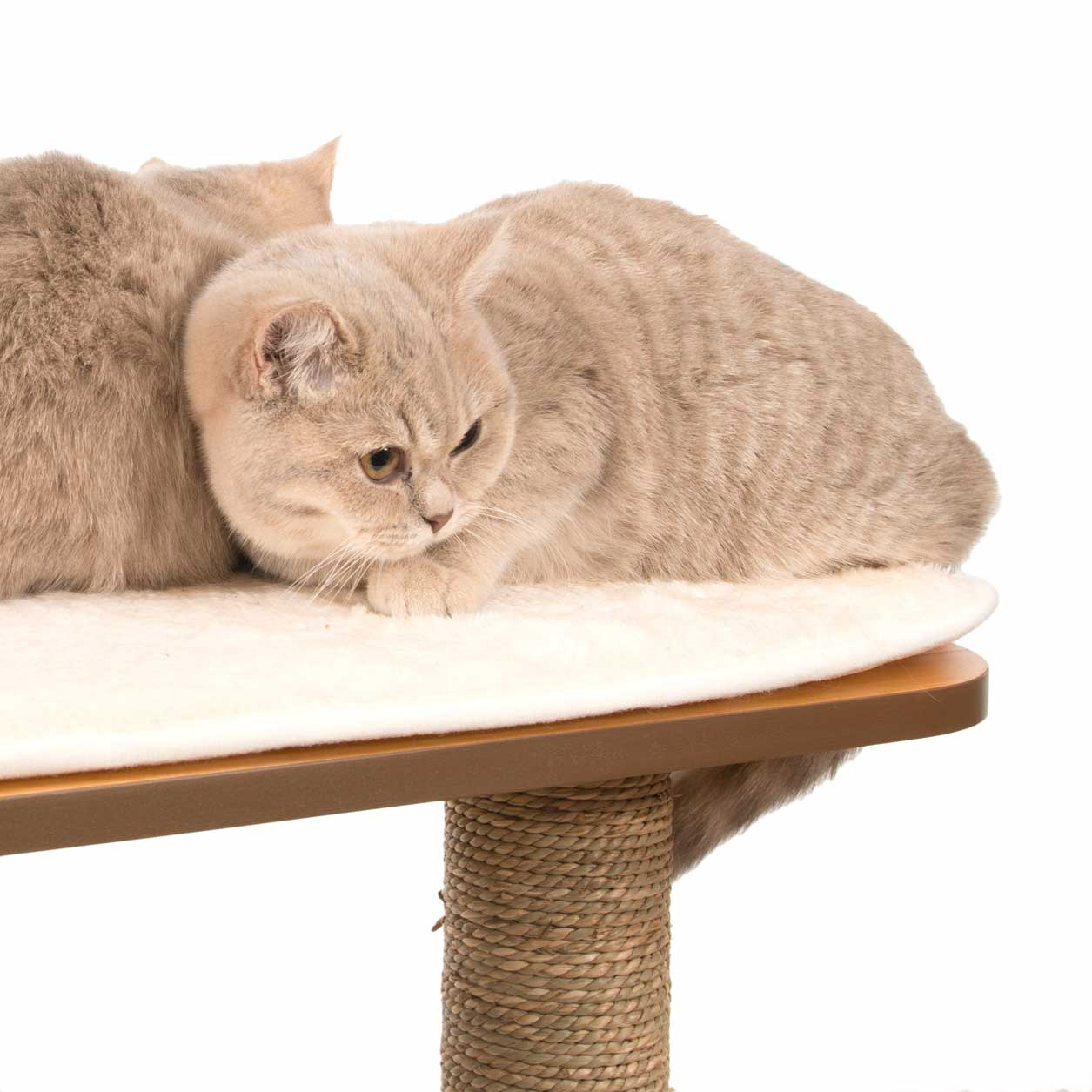 Catit Vesper High Base XL 62 inch Cat Tree, 5 Levels and 1 Condo, Walnut |  Costco