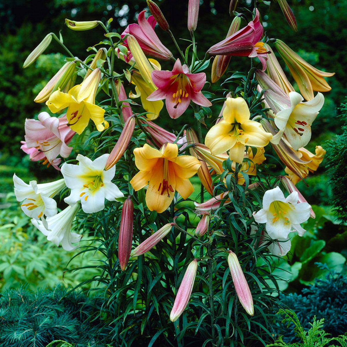Van Zyverden Lily Bulbs | Costco Van Zyverden Lily Bulbs | Costco