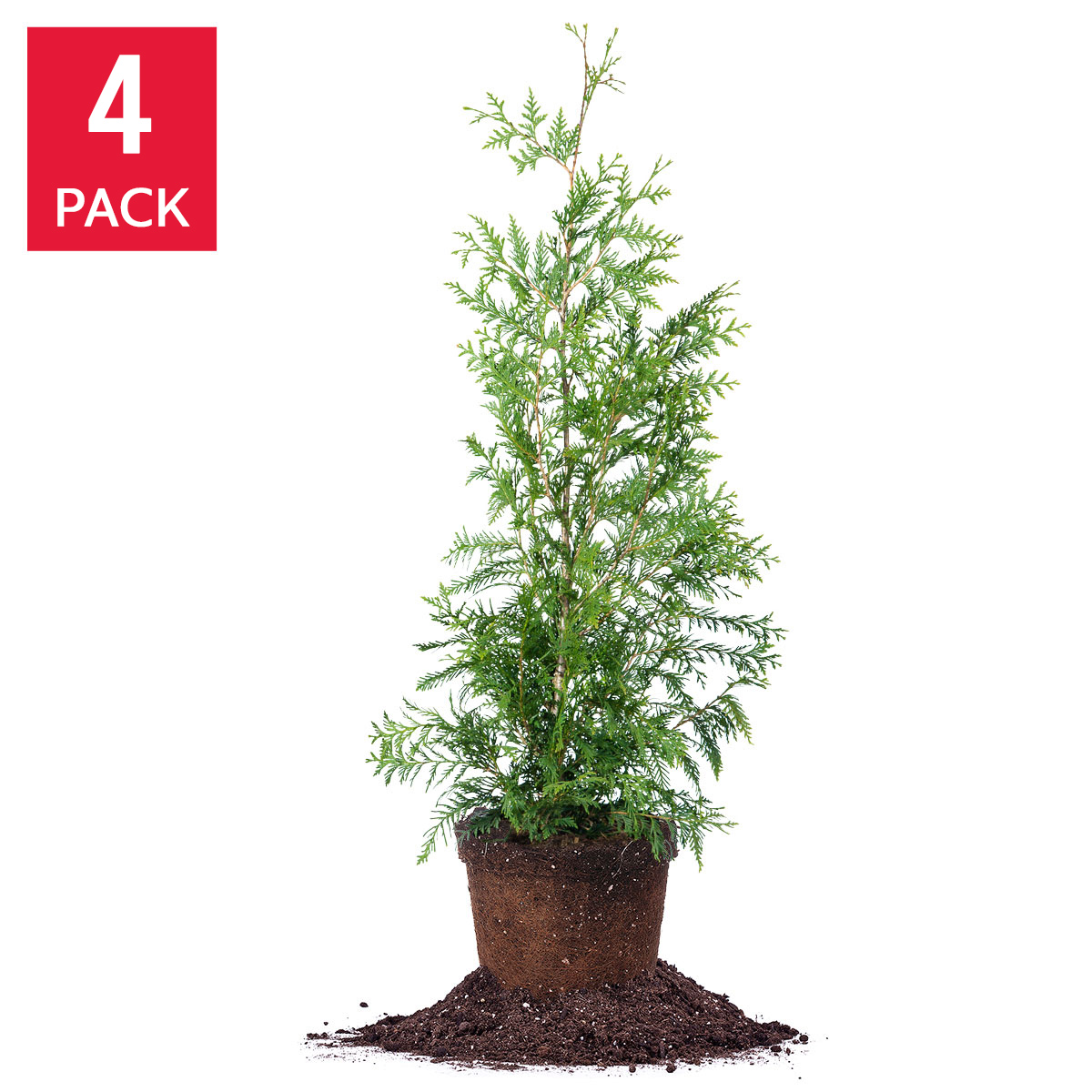 Thuja 4-5ft, 4-pack | Costco