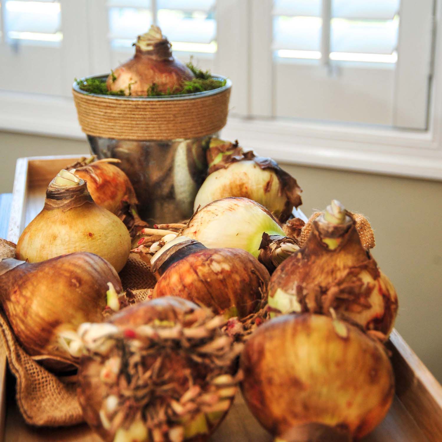 Enlarge Product Preview 7