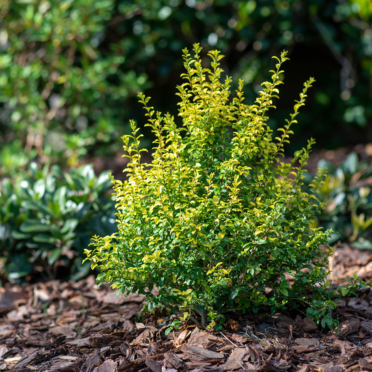 Enlarge Product Preview 6