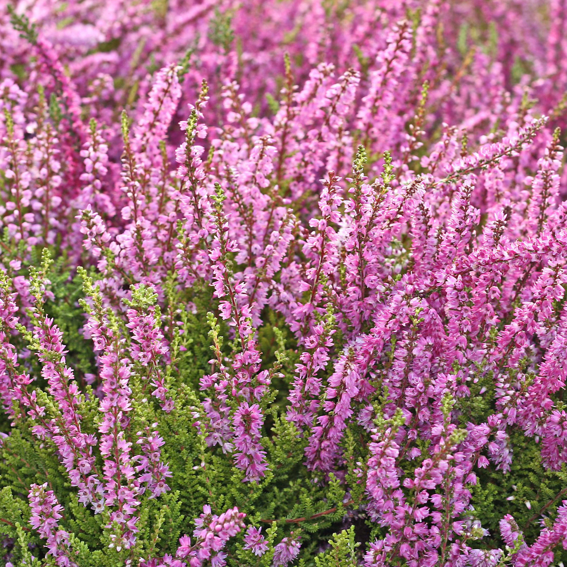 Heather Mediterranean, 3-pack | Costco