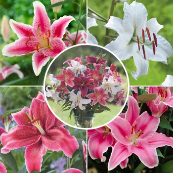 Longfield Gardens Lily Collections, 40-count | Costco Longfield Gardens Lily Collections, 40-count | Costco