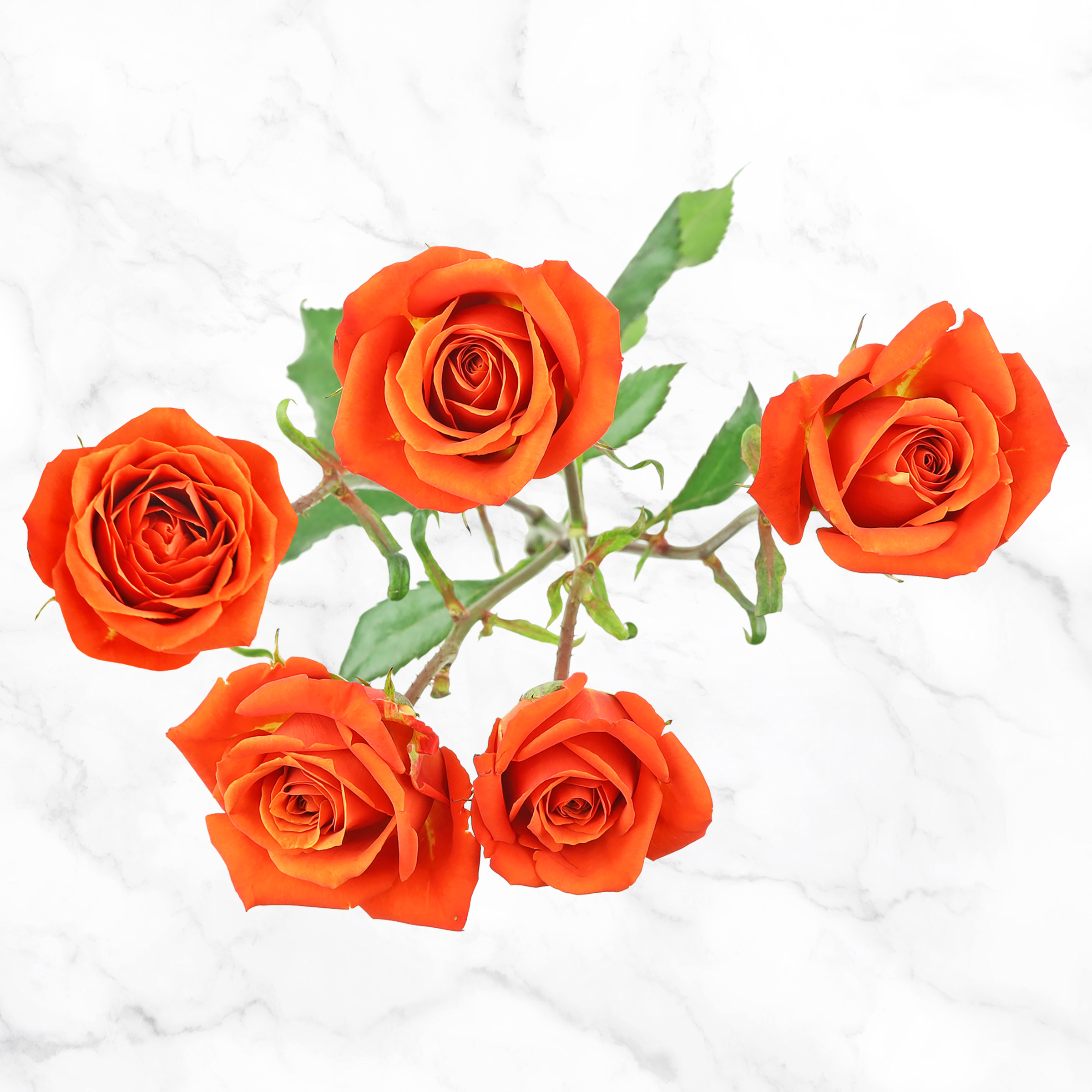 Enlarge Product Preview 5 Successfully Enriched by automation Job.