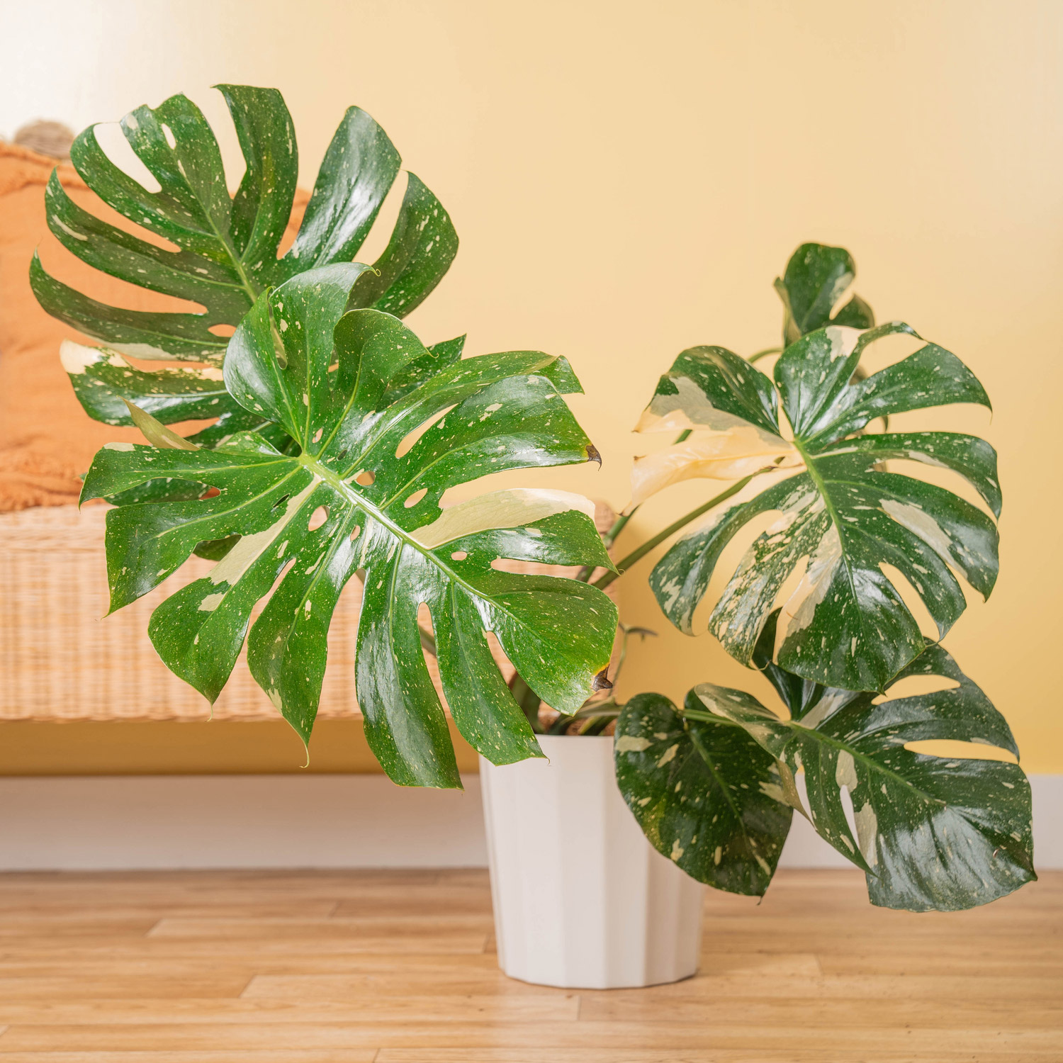 Costa Farms Monstera Thai Constellation Houseplant in Decor Planter | Costco