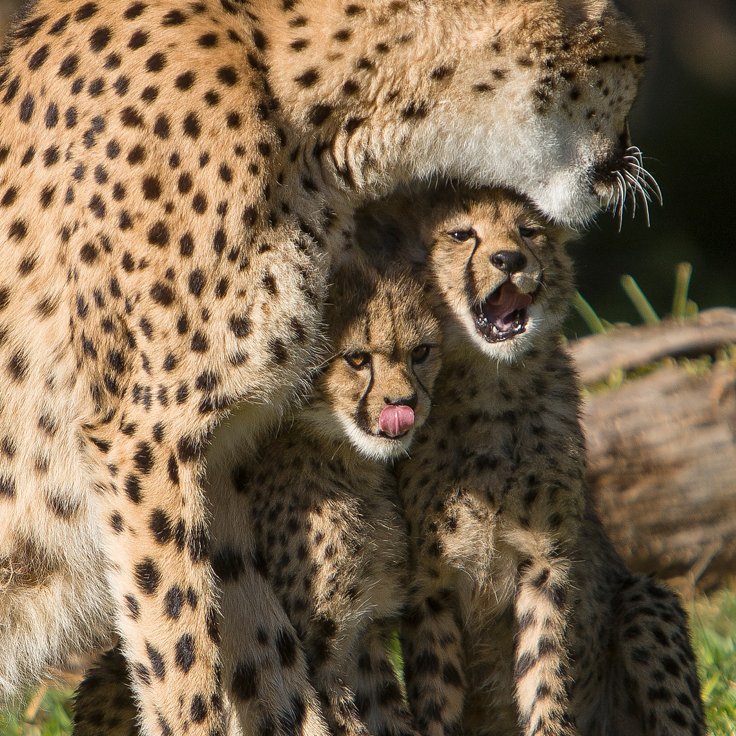 Enlarge Product Preview 3 Successfully Enriched by automation Job.