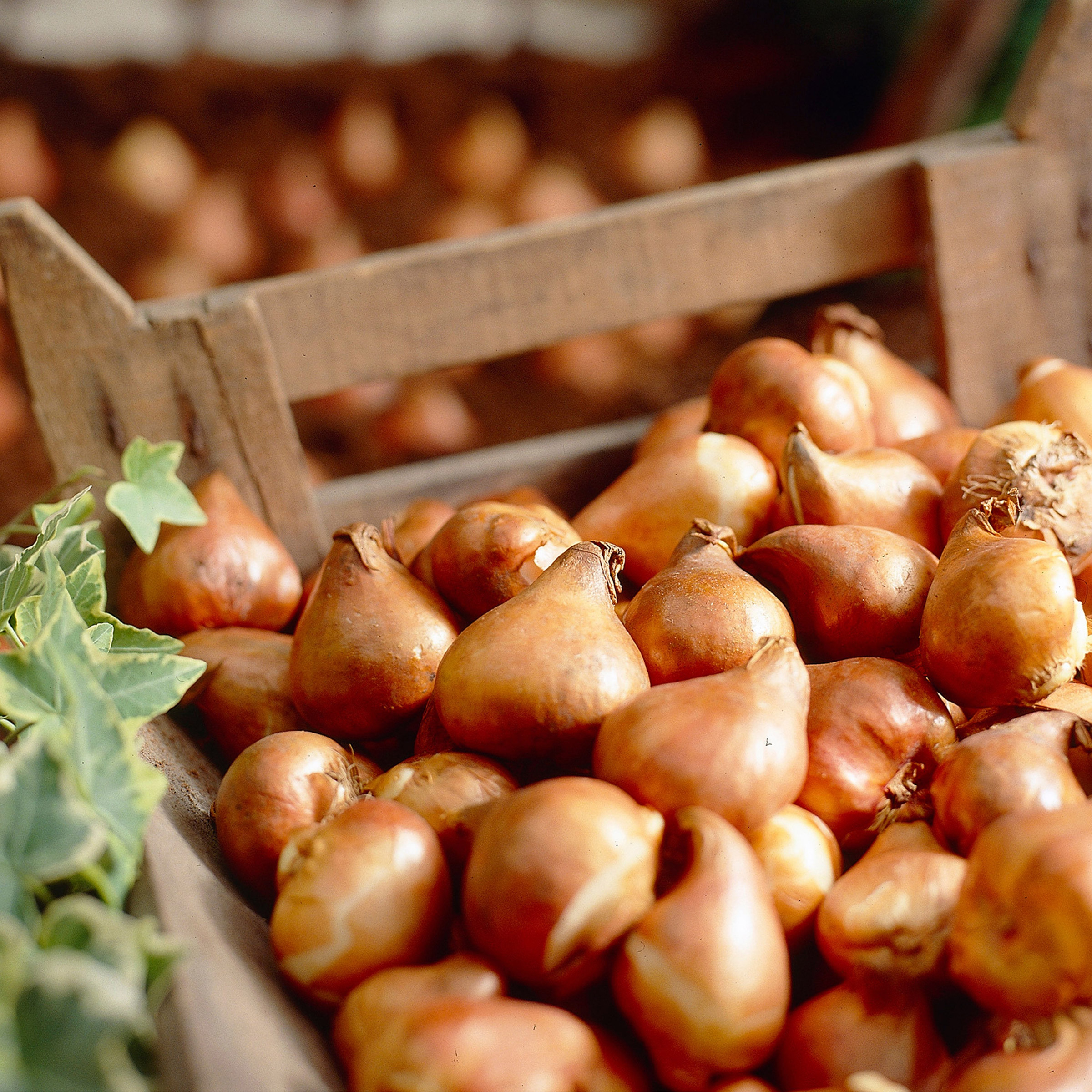 Enlarge Product Preview 8