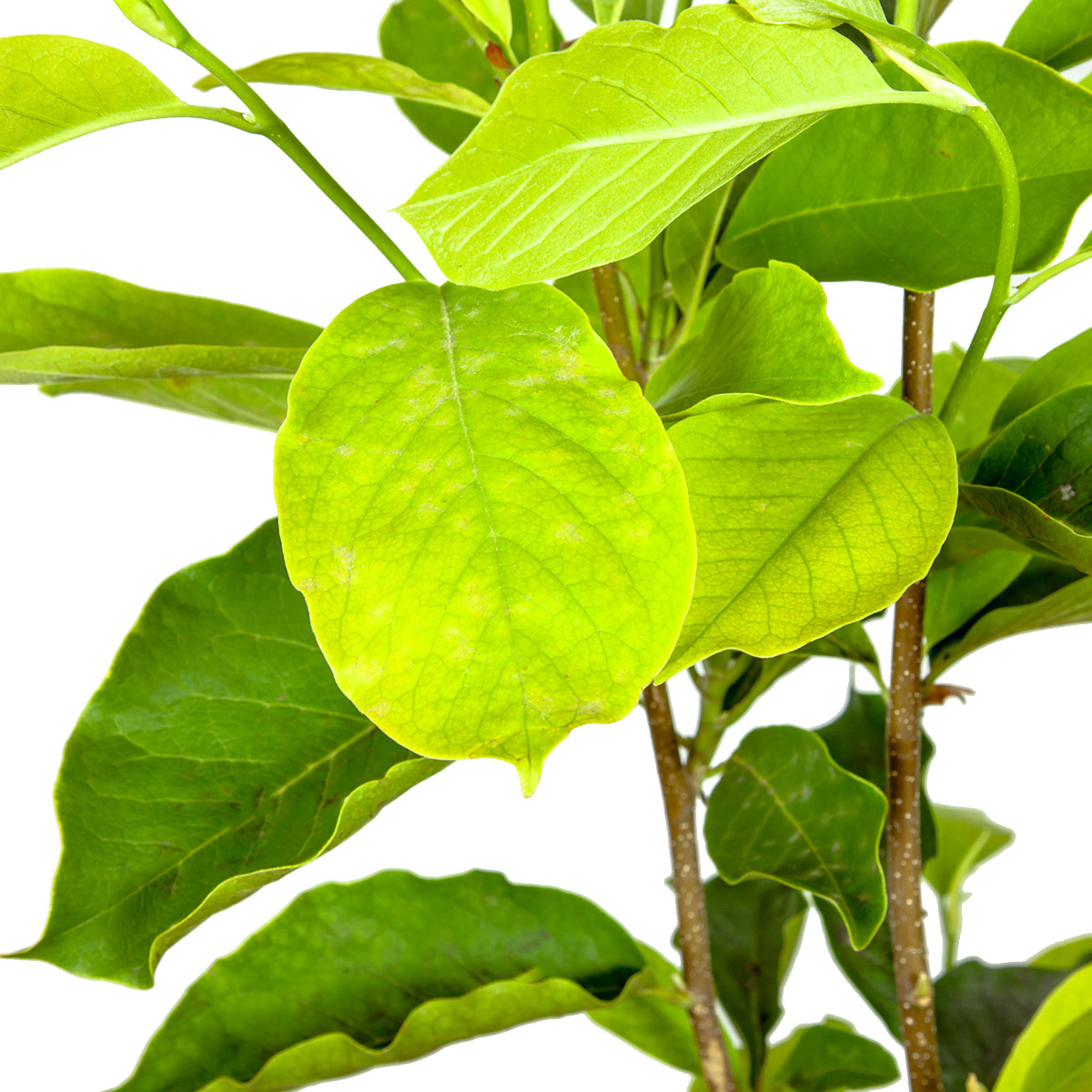 Enlarge Product Preview 2