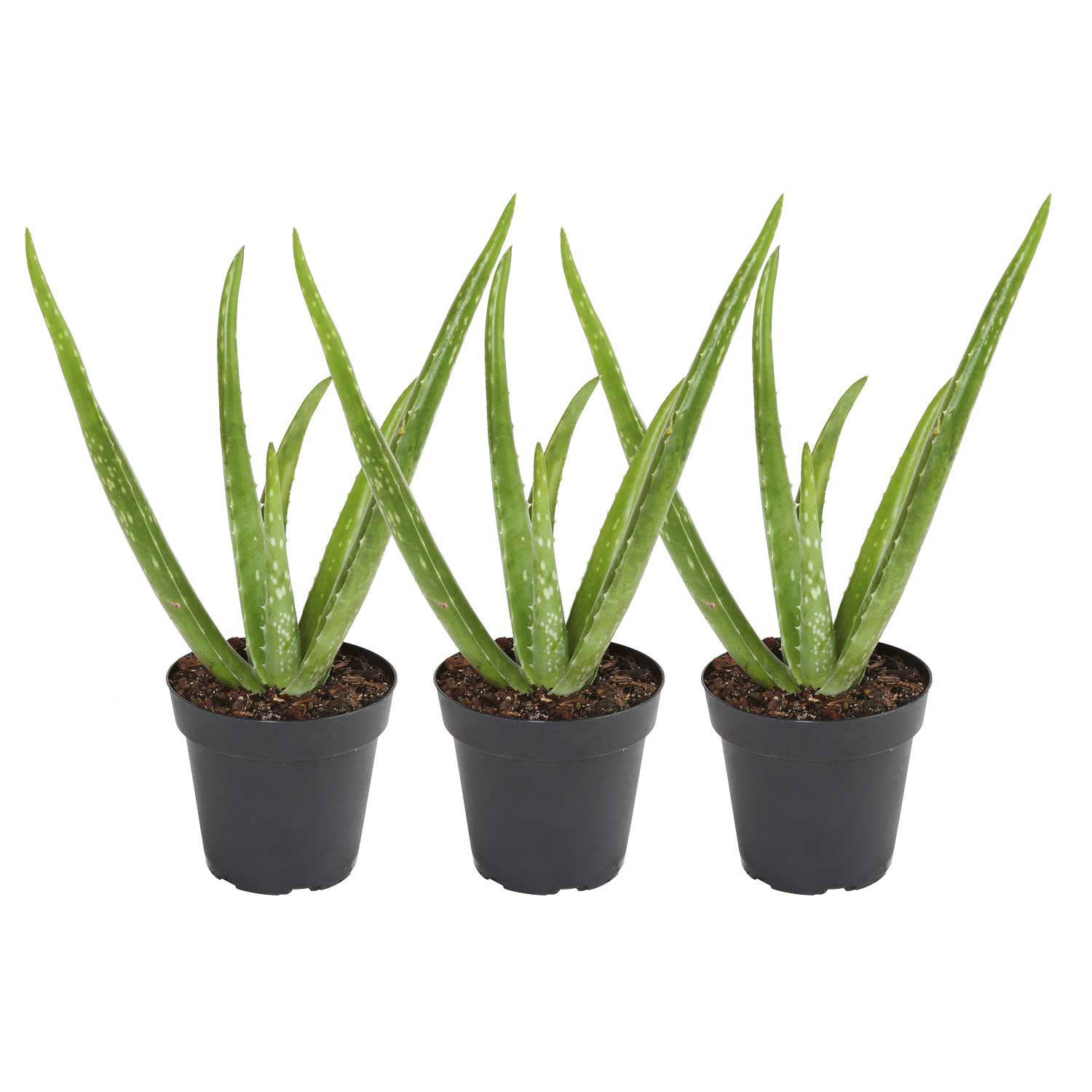 Costa Farms Aloe Vera Houseplant in Nursery Pot  3-pack