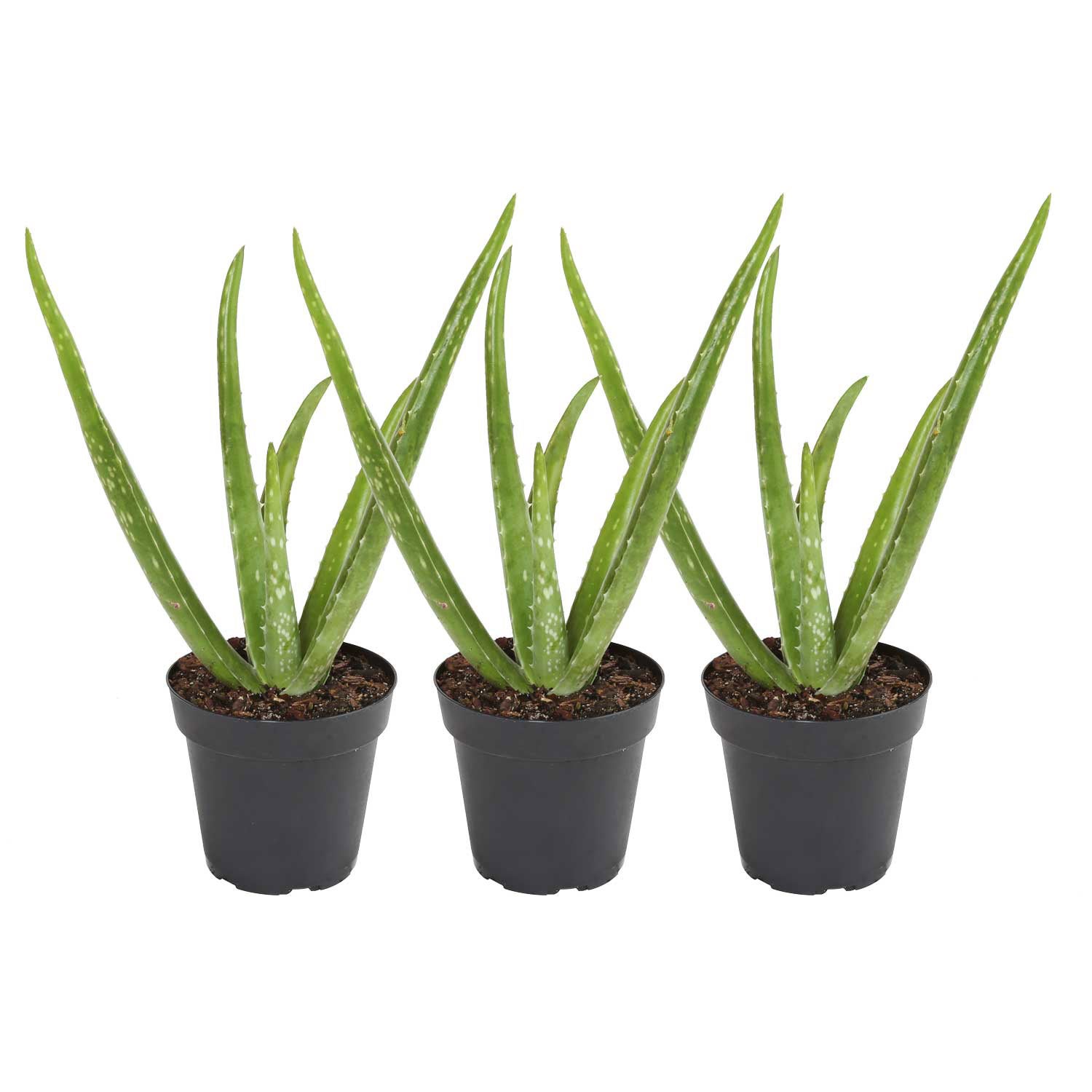 Costa Farms Aloe Vera Houseplant in Nursery Pot, 3-pack | Costco