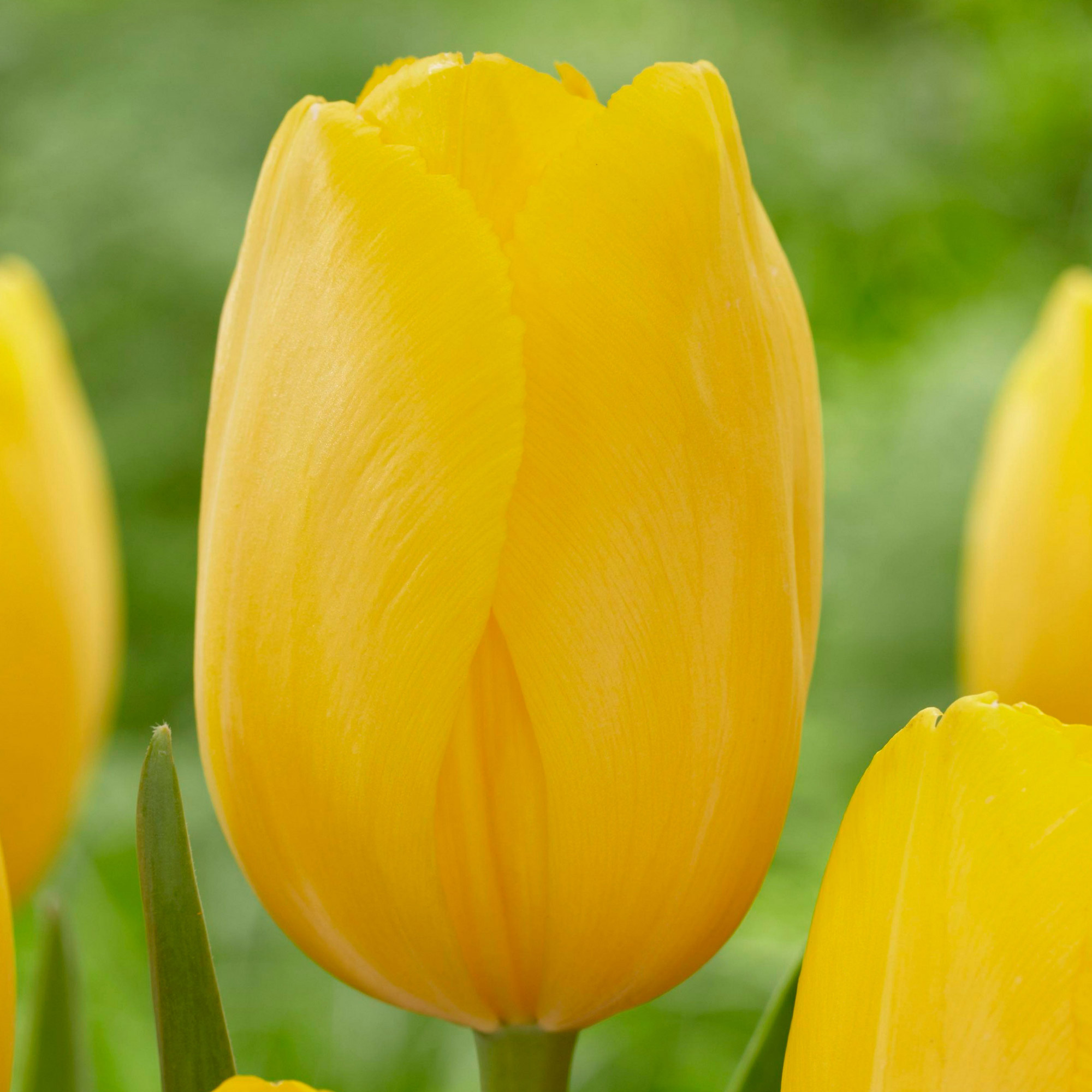 Enlarge Product Preview 4