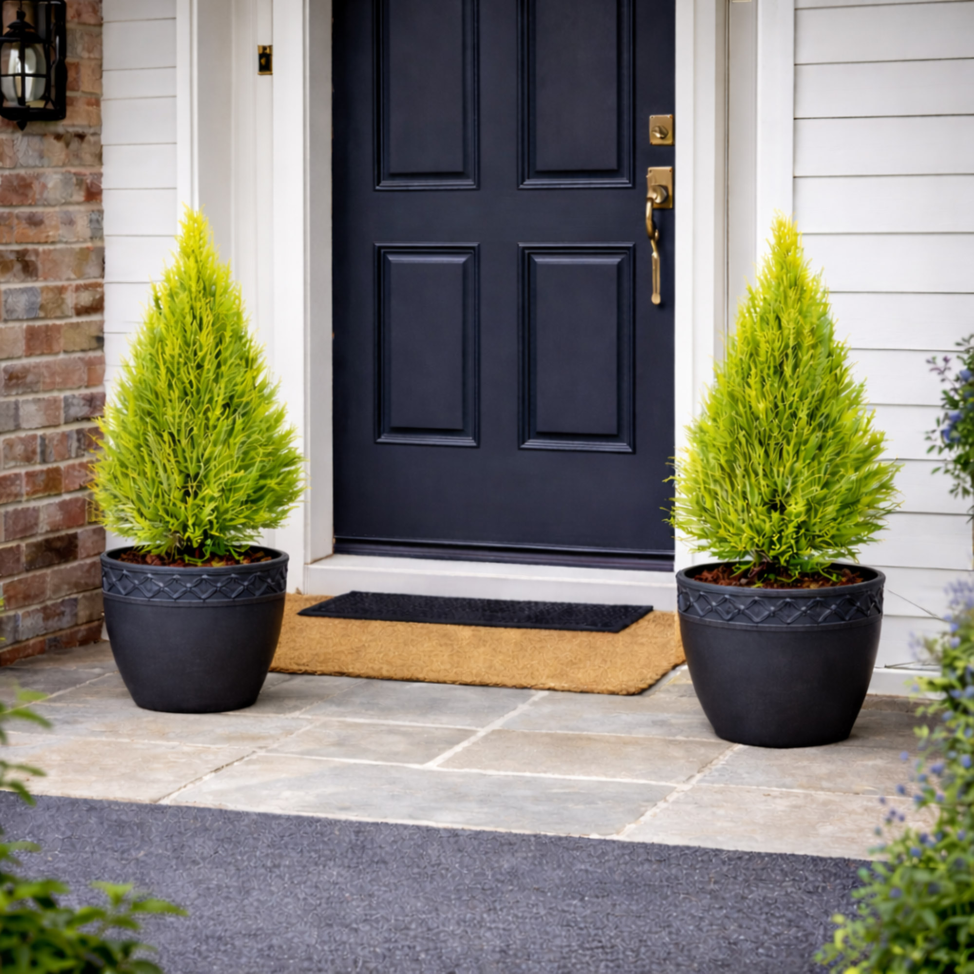 MAPPON REED ☆cambus☆　3本セット Lemon Cypress 'Goldcrest', 3-pack | Costco