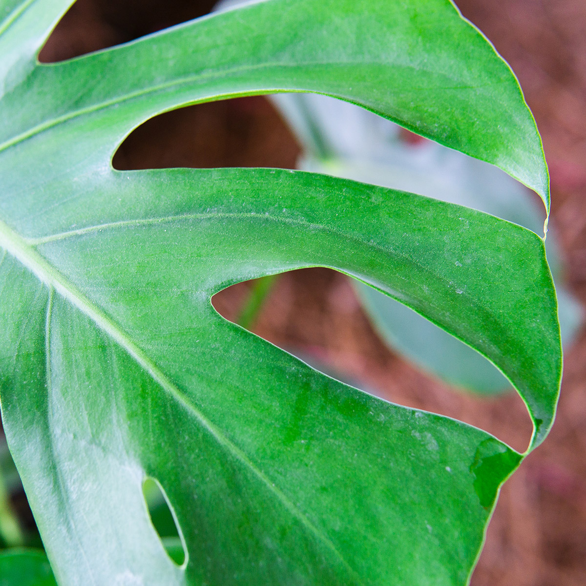 Enlarge Product Preview 6