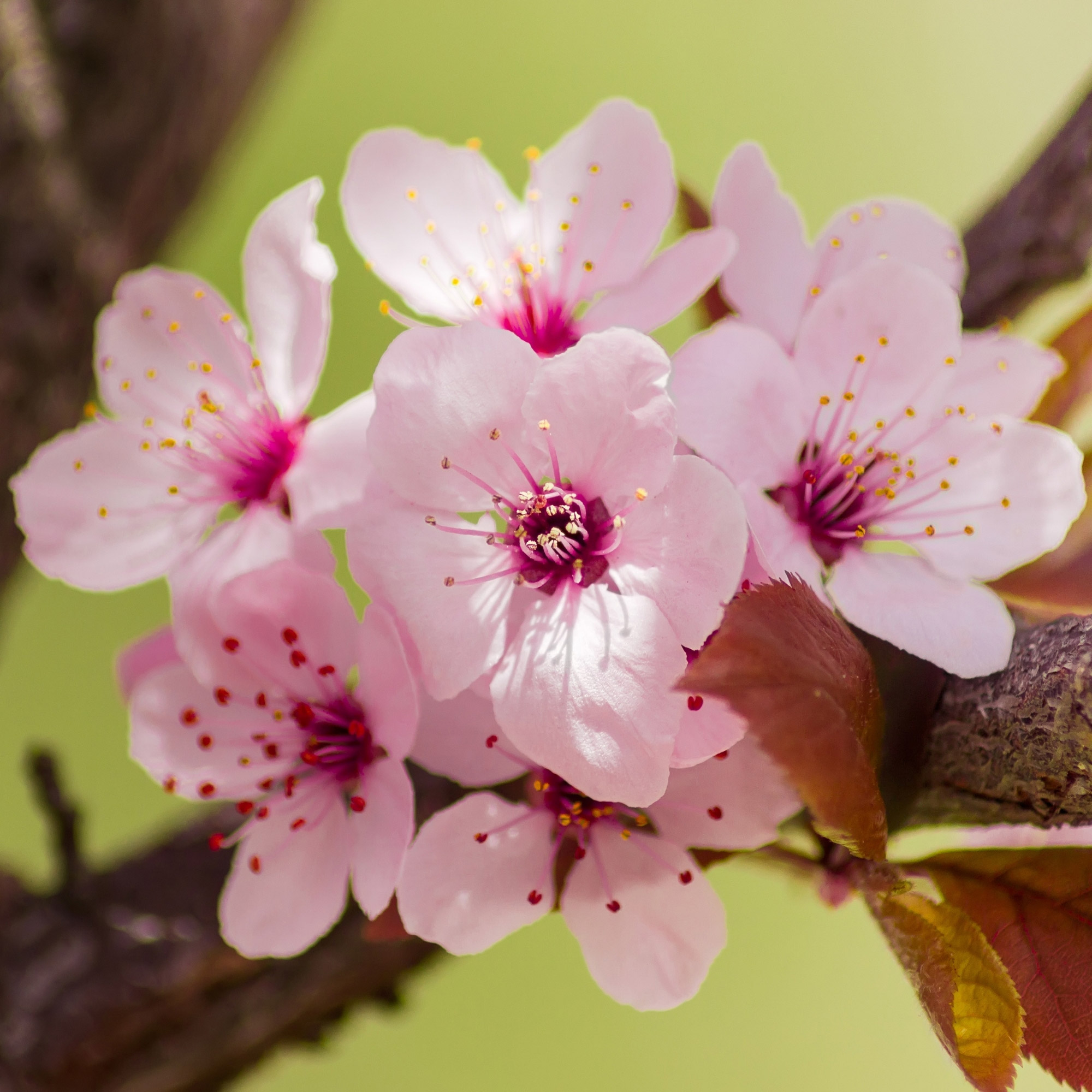 Enlarge Product Preview 6