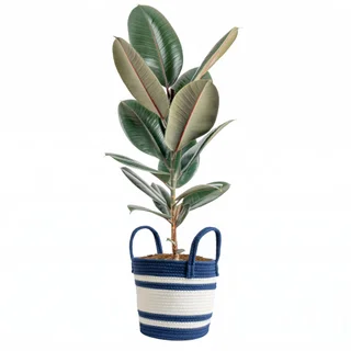 10" FICUS AUDREY