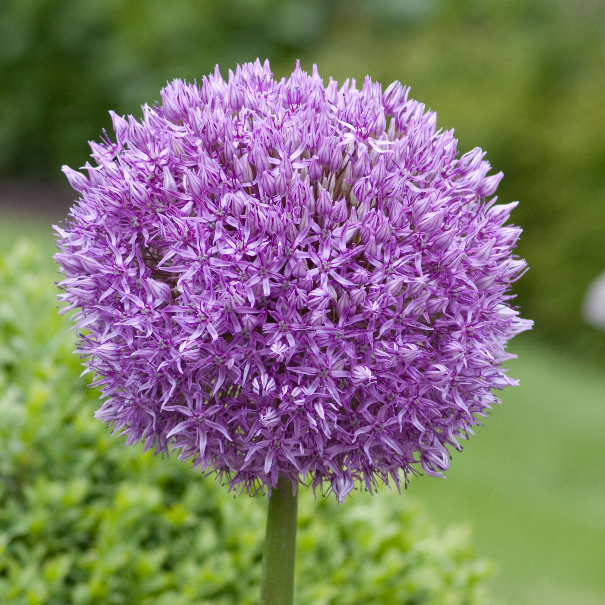 Enlarge Product Preview 3