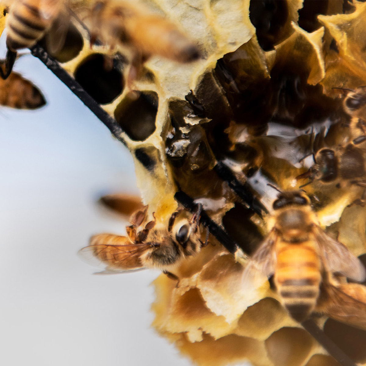 Enlarge Product Preview 8