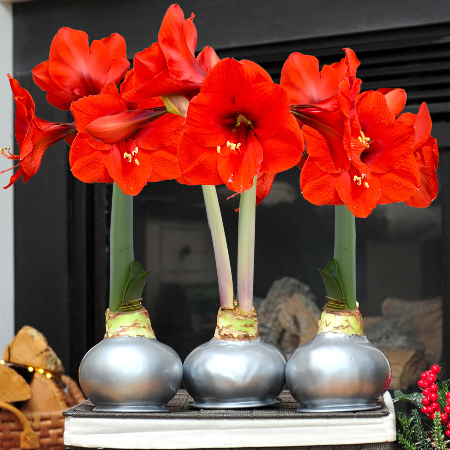 Bloomaker Silver Waxed Amaryllis Trio  No Water Needed