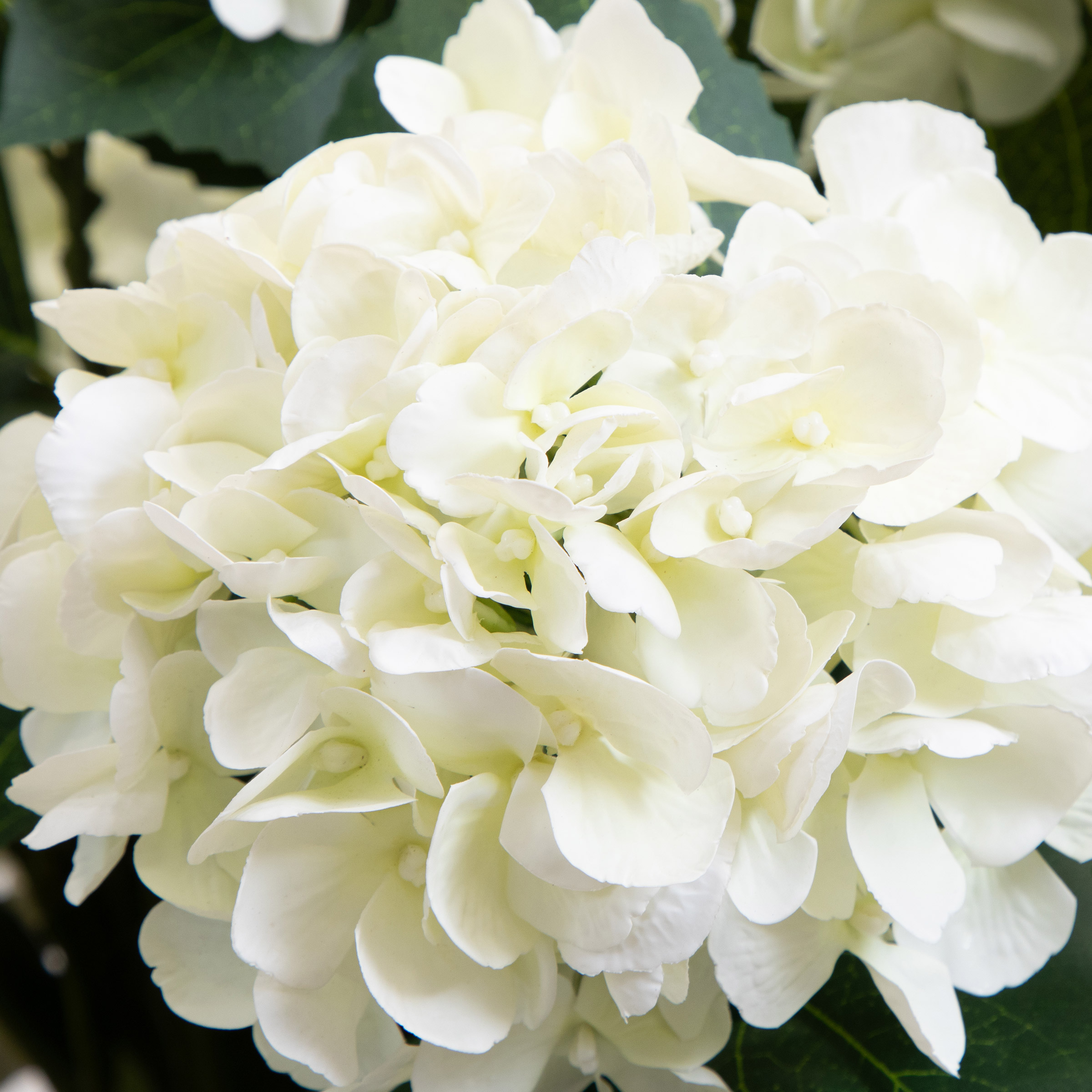 Hydrangea4937　0602 KIRKTON HOUSE 23