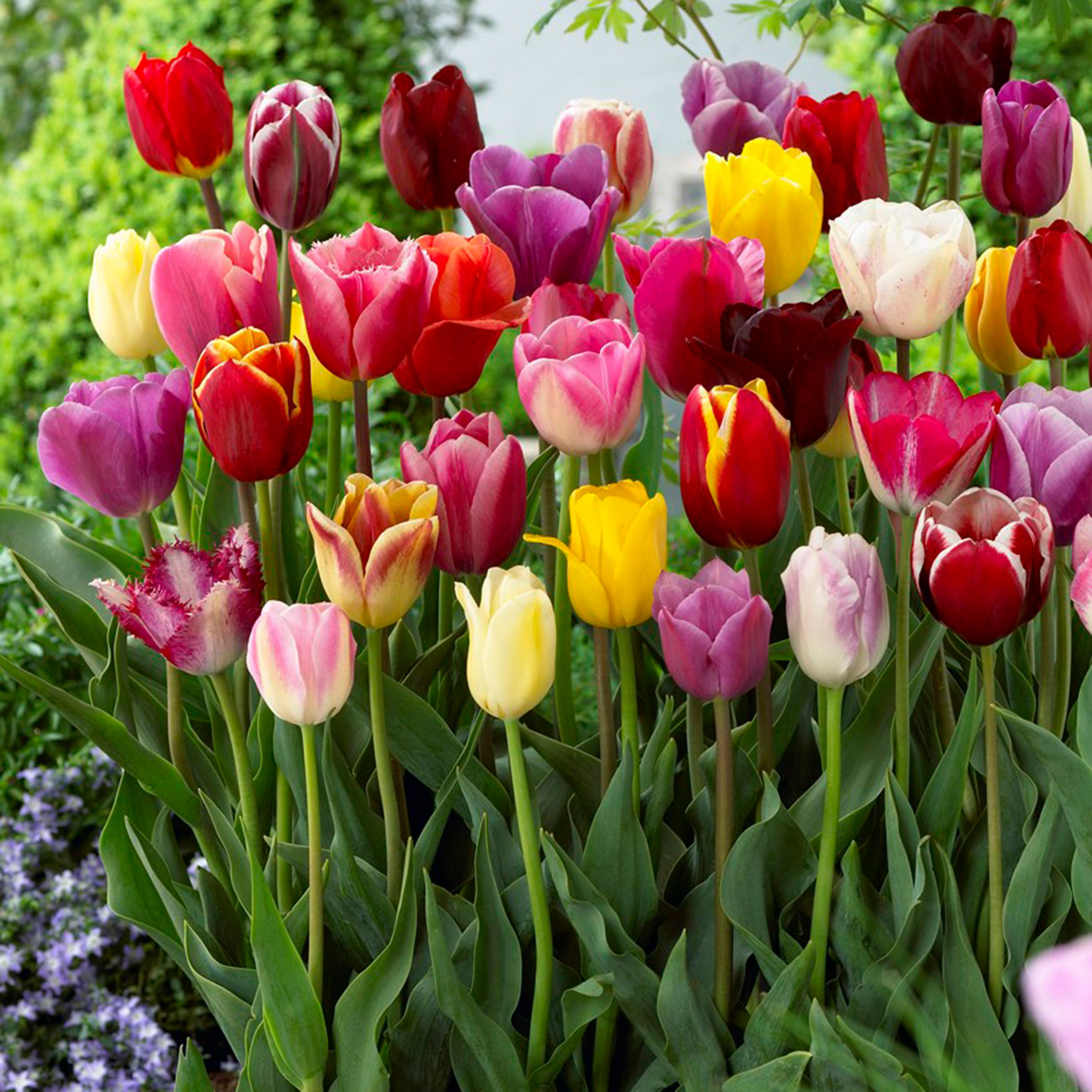 Van Zyverden Tulips 50 Mammoth Bulbs | Costco