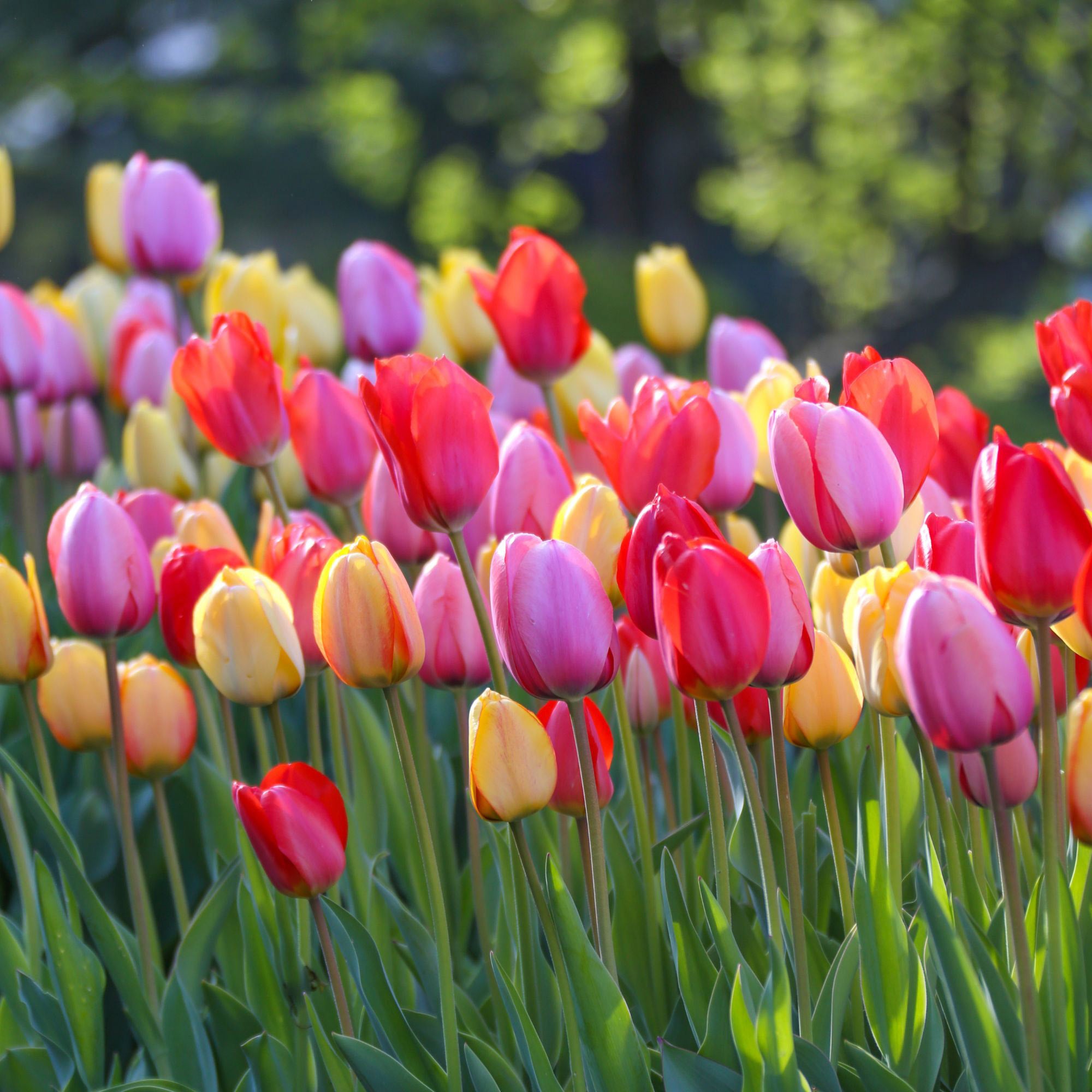 Colorful tulips blooming in a spring garden